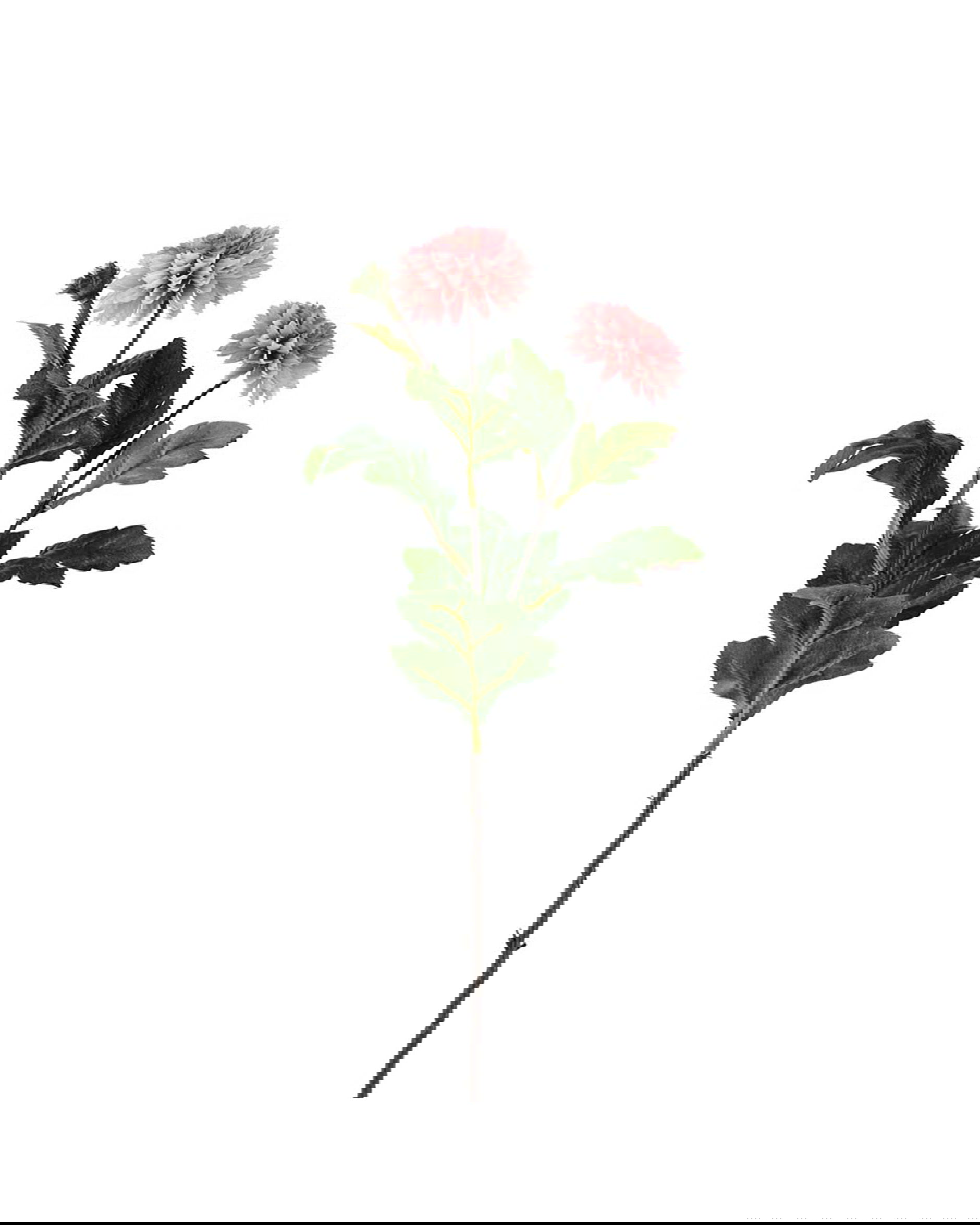 Chrysanthemum snittblomma rosa 53cm