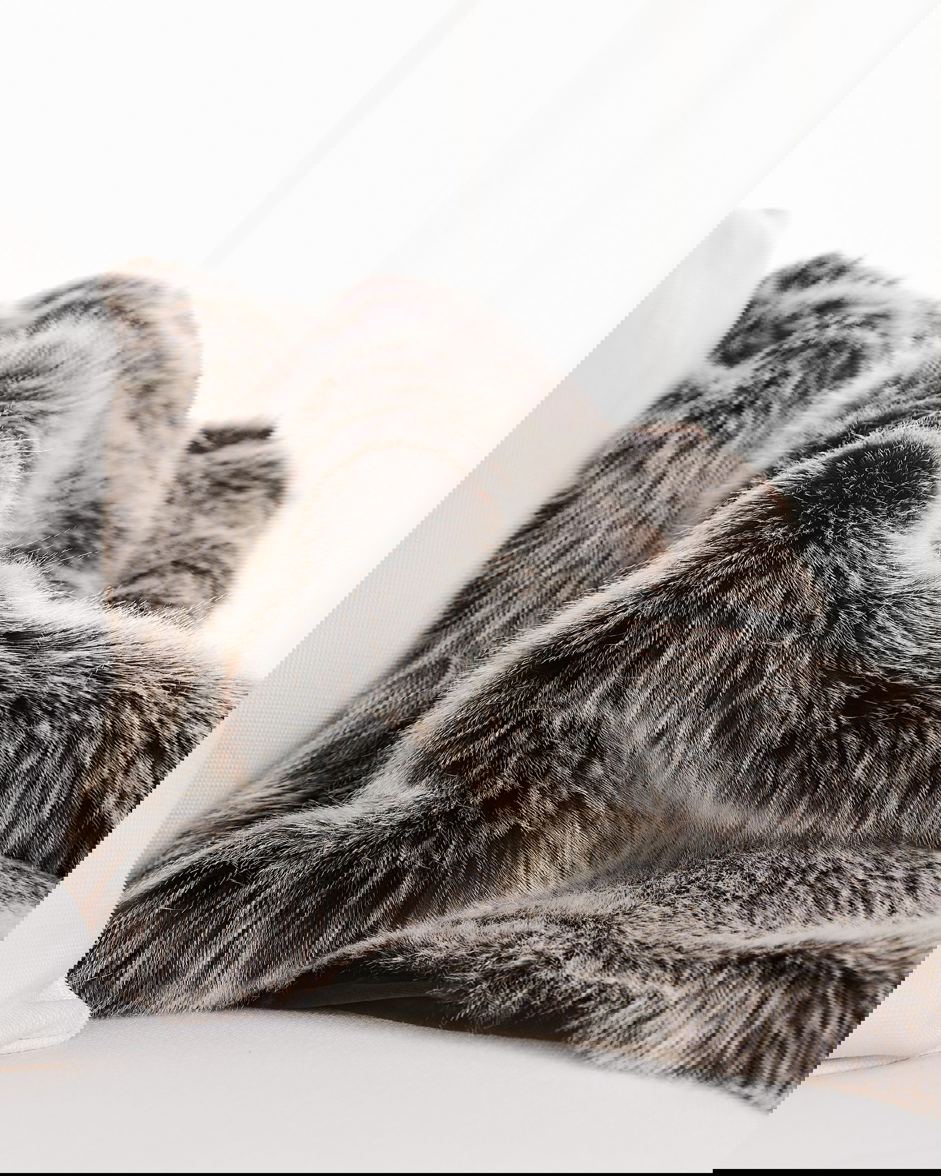 St. Moritz pläd timber wolf