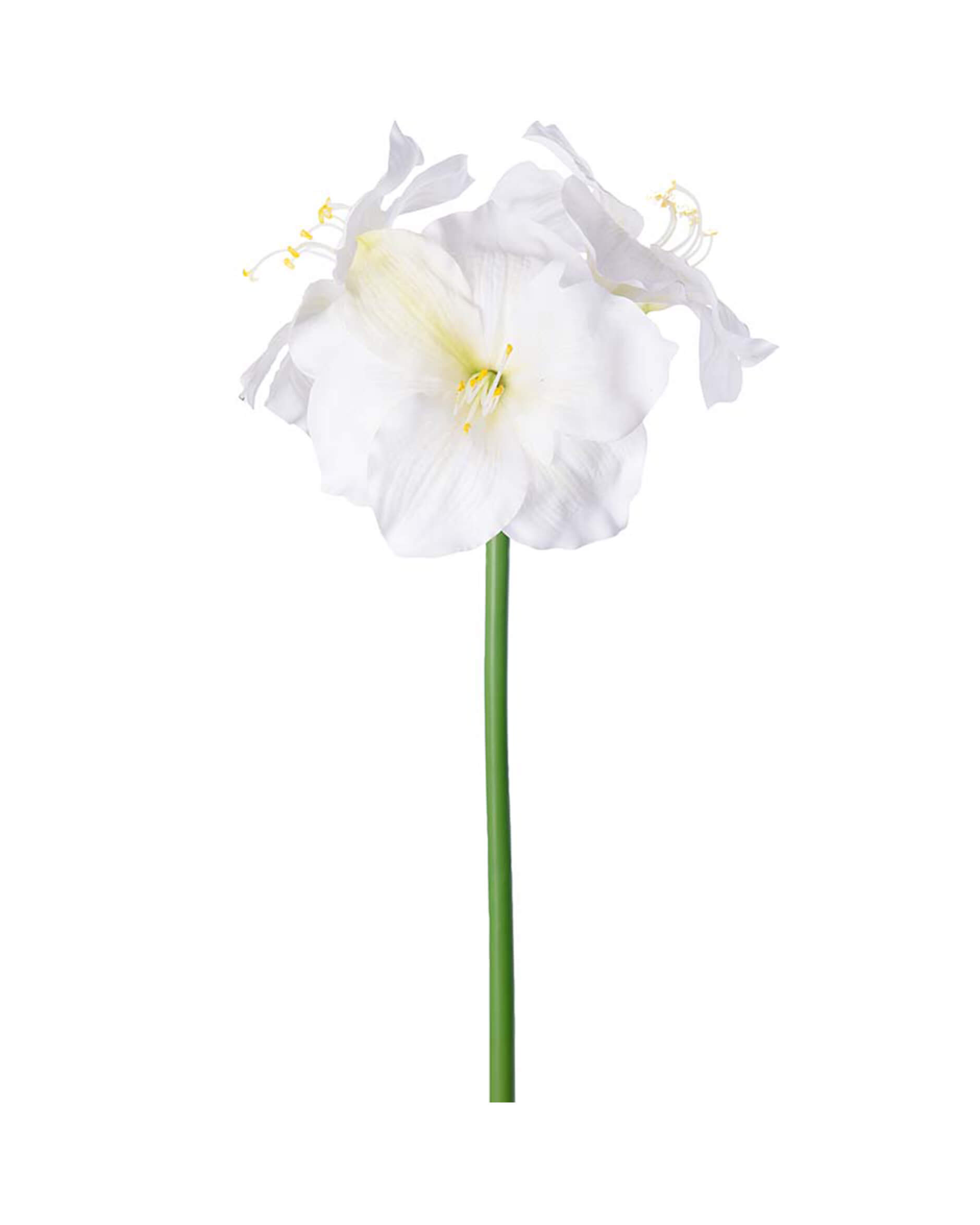 Amaryllis snittblomma cream
