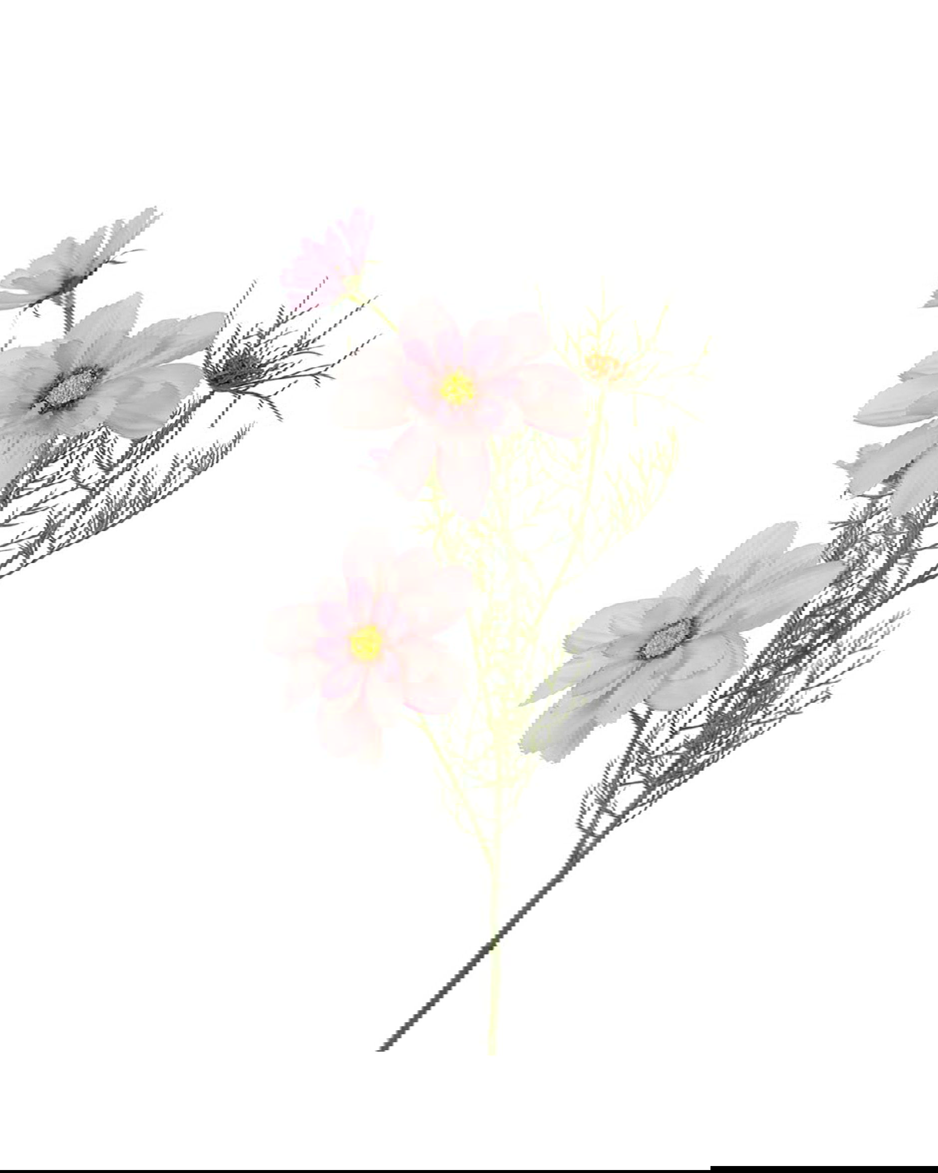 Kosmos snittblomst rosa