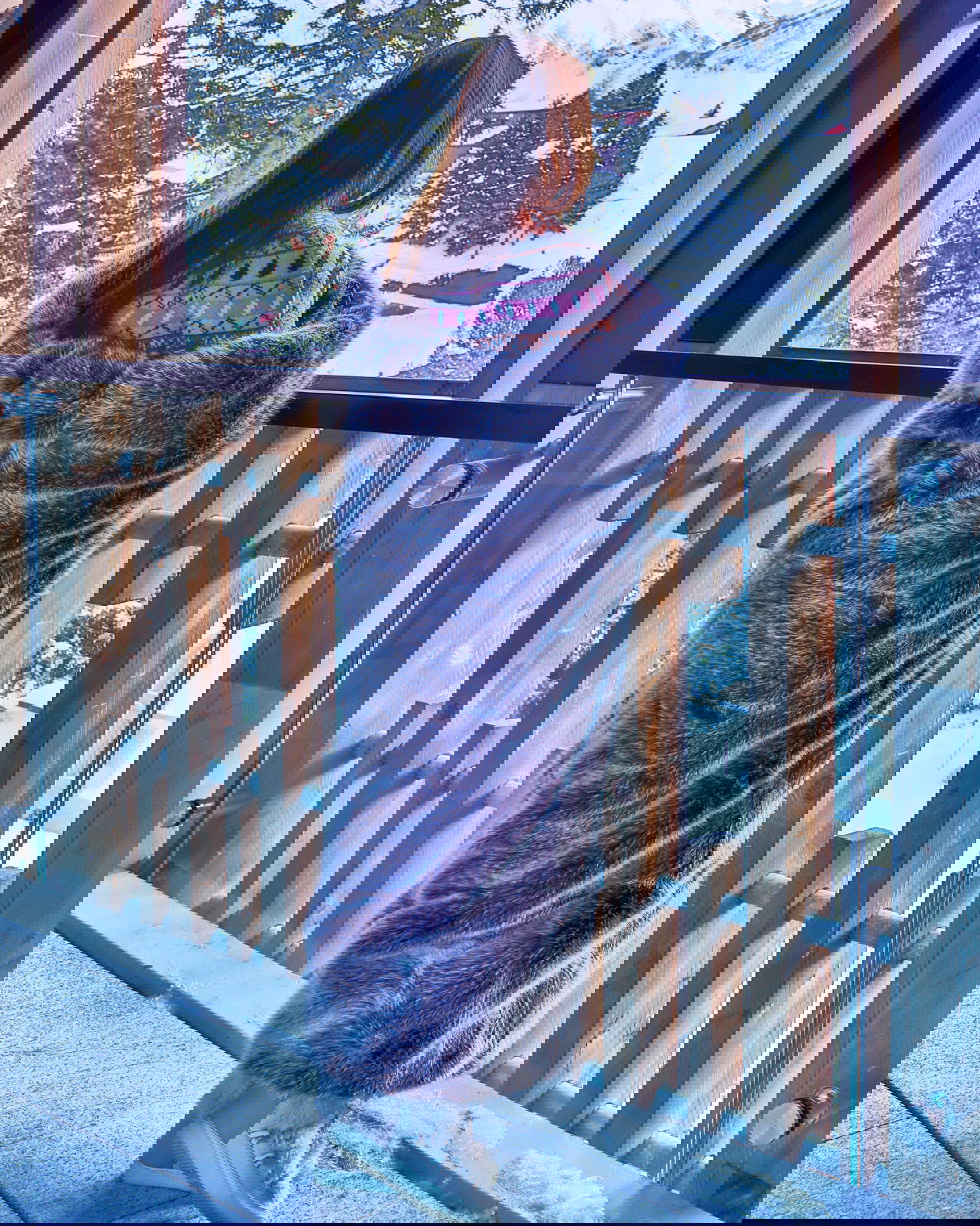 St. Moritz pläd timber wolf