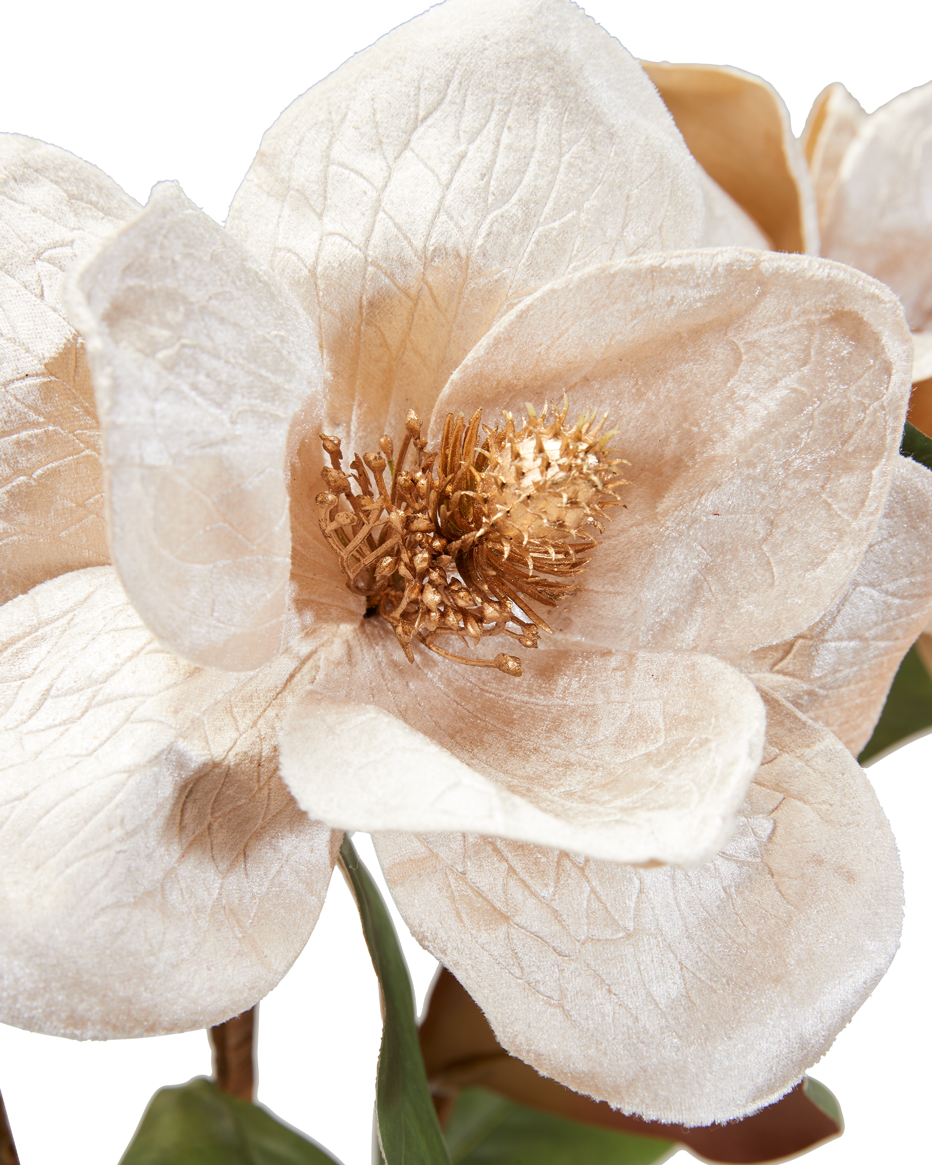Magnolia snitblomst champagne 3-pak