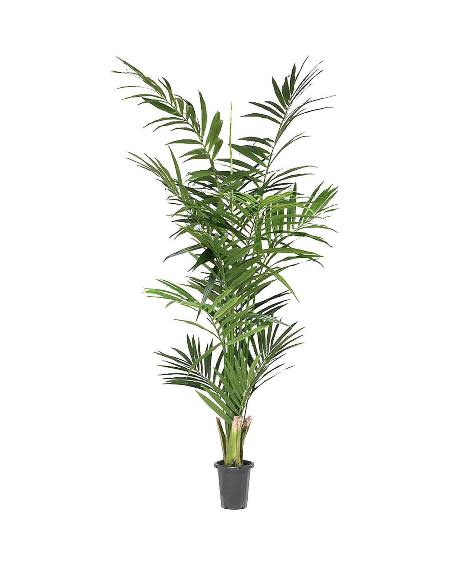 Kentia palm konstväxt grön