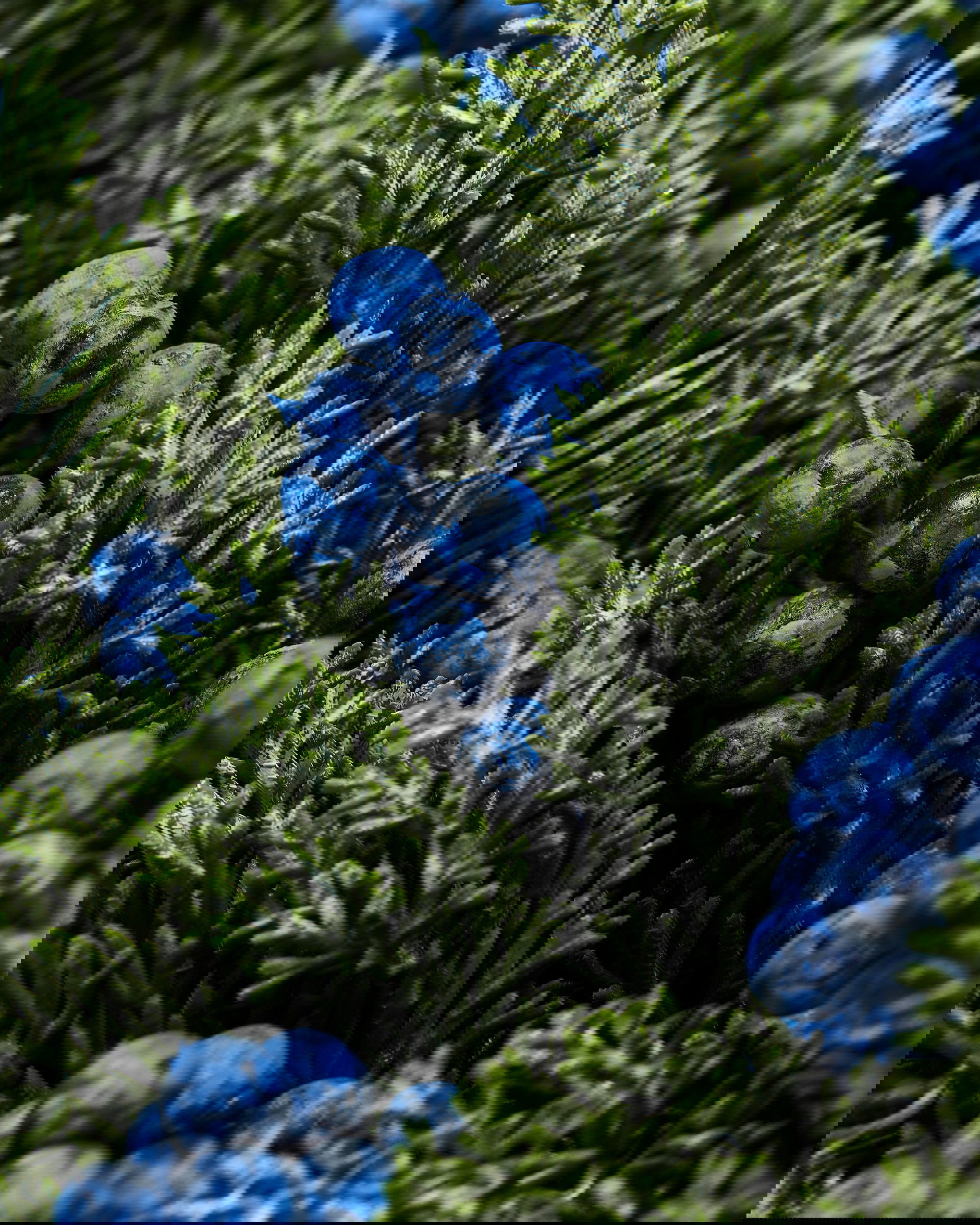 Vinterbär kvist blåa bär