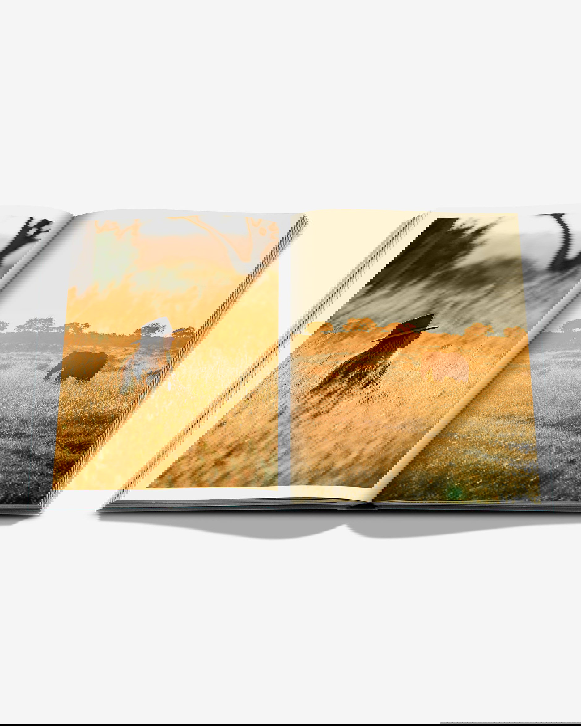 Londolozi, The Safari that Changed Everything