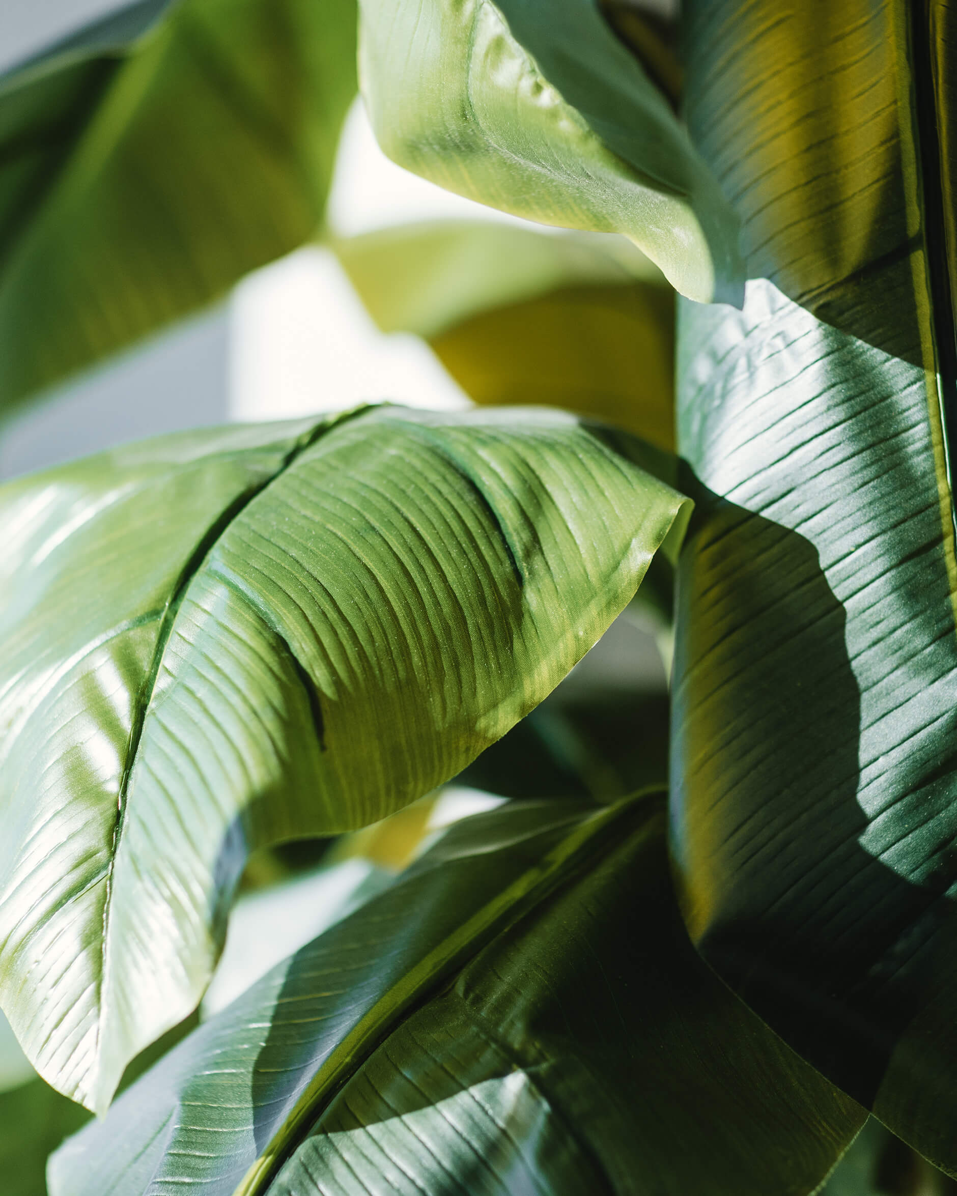 Banan konstväxt grön