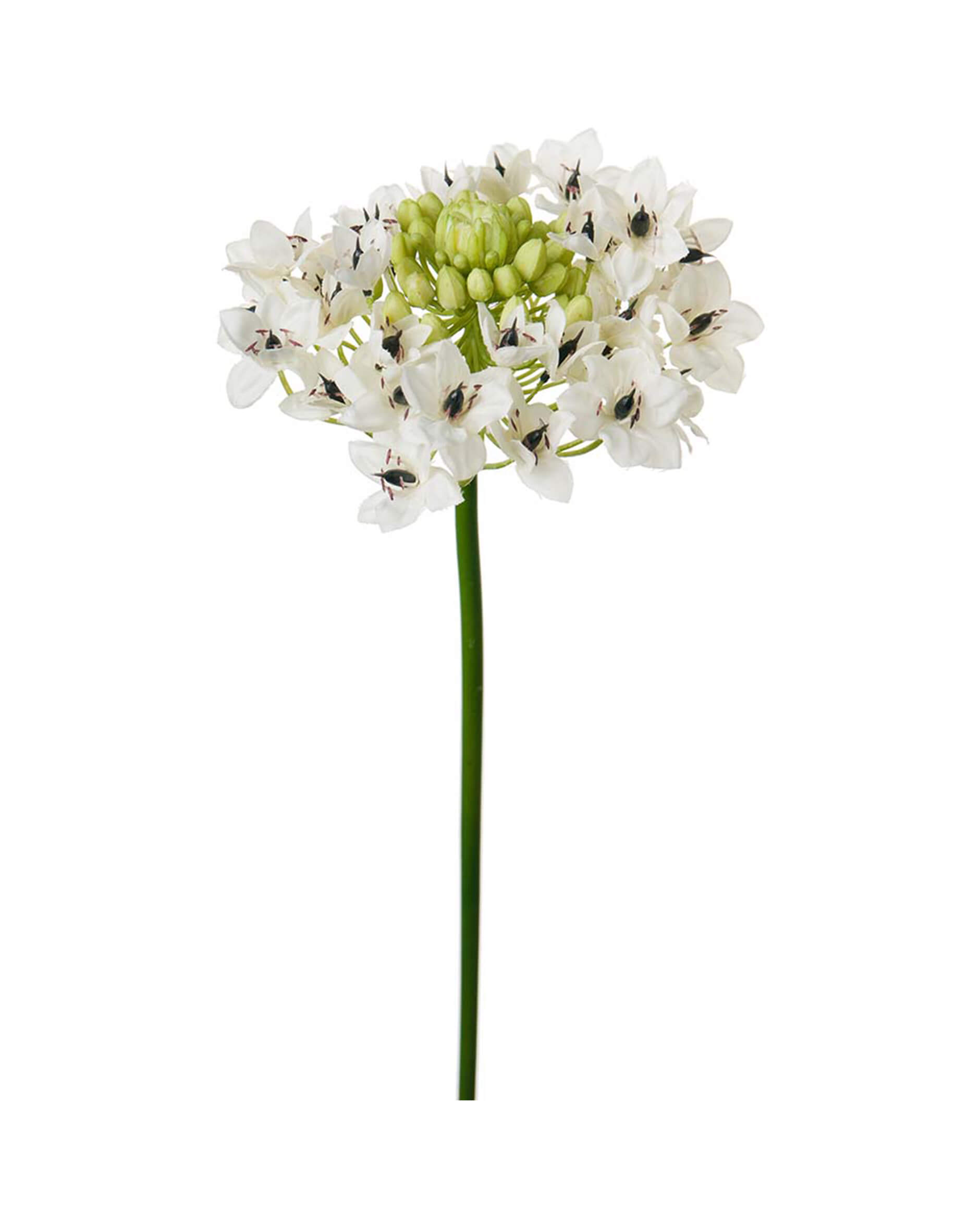 Arabicum snittblomma vit