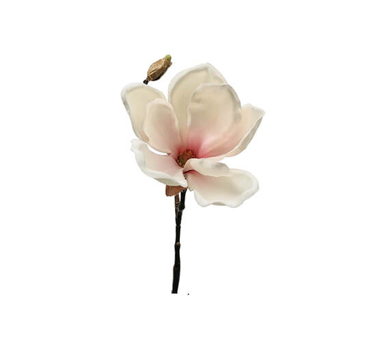 Rosa - Magnolia Cut Flower White