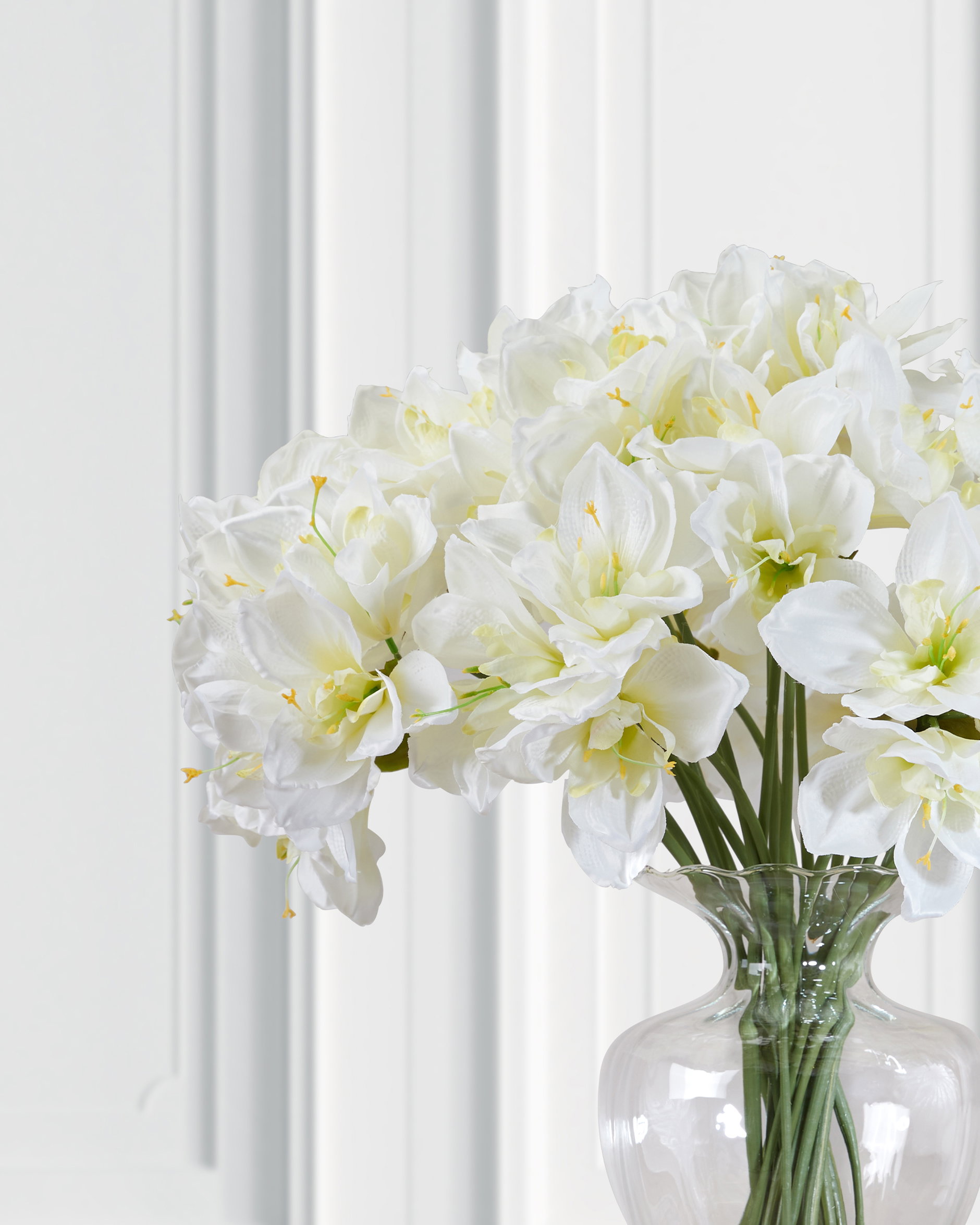 Amaryllis cut flower white