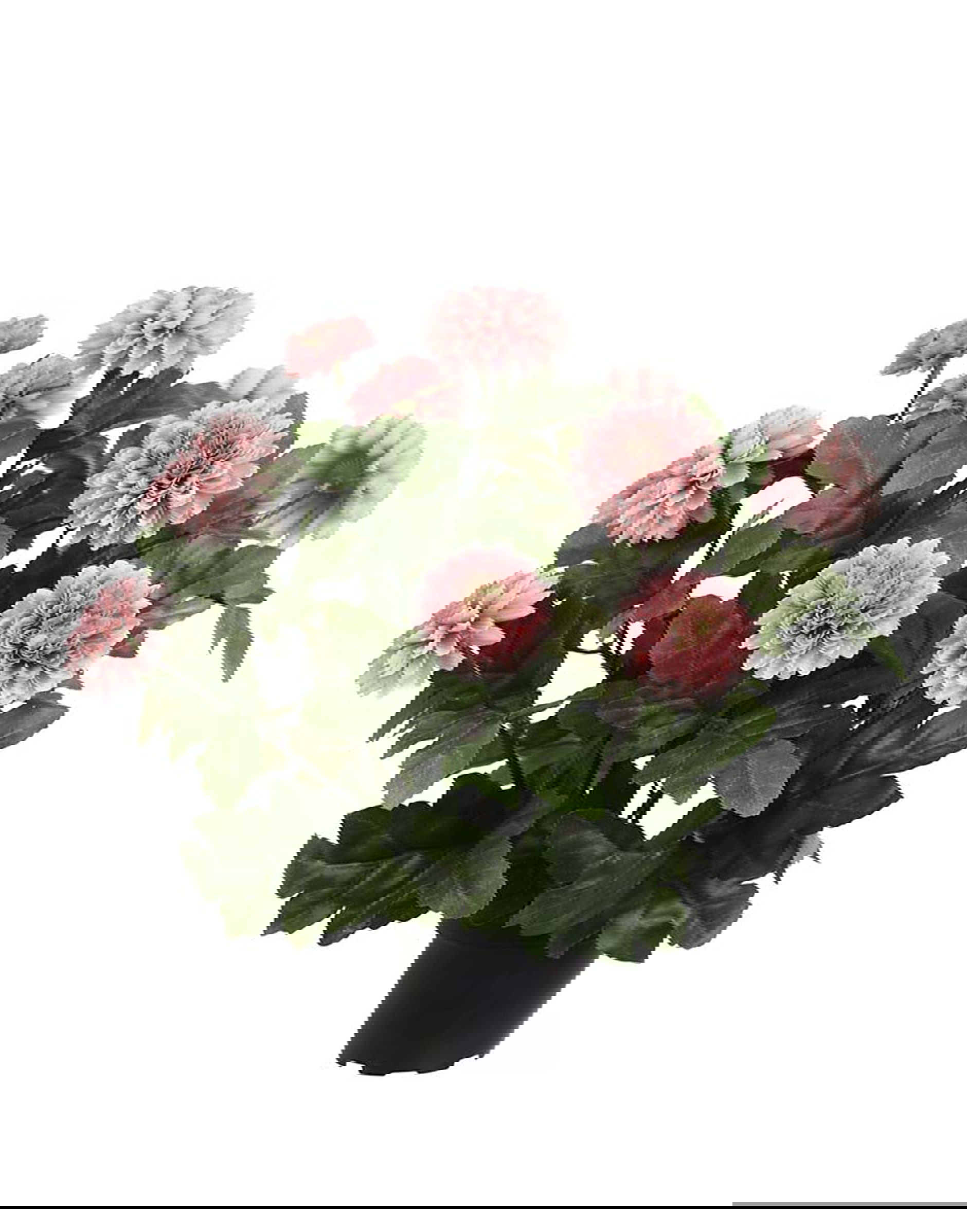 Chrysant potplant donkerroze