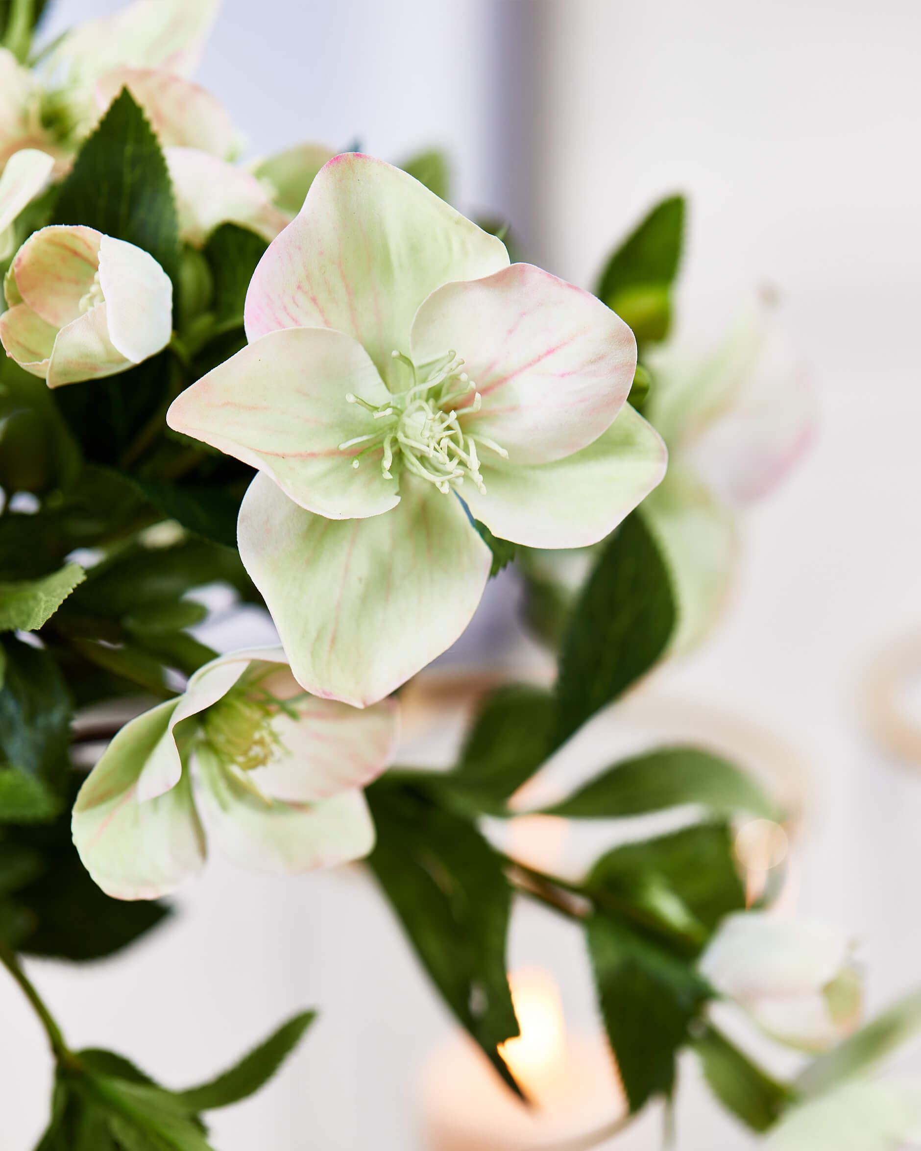 Julros snittblomma vit