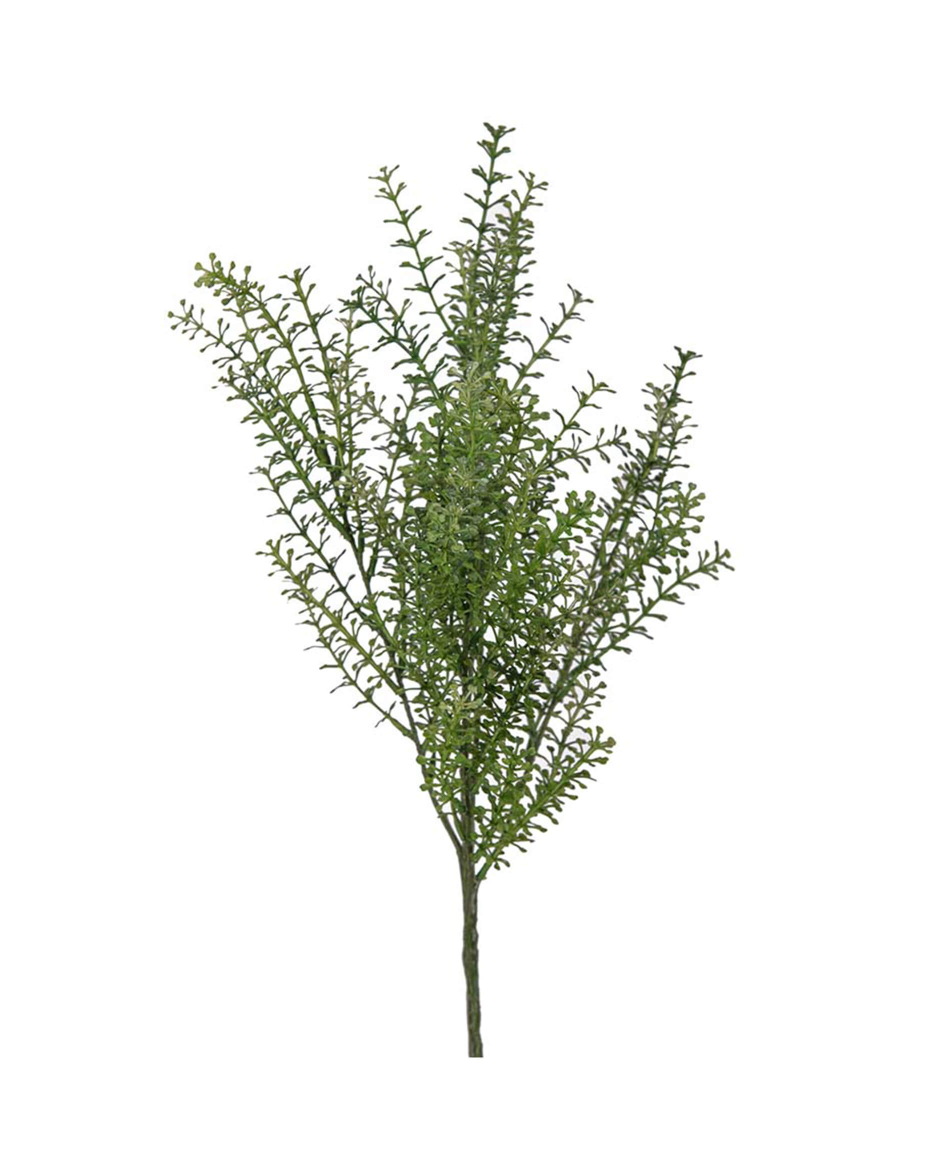 Thlapsi snittblomma grön