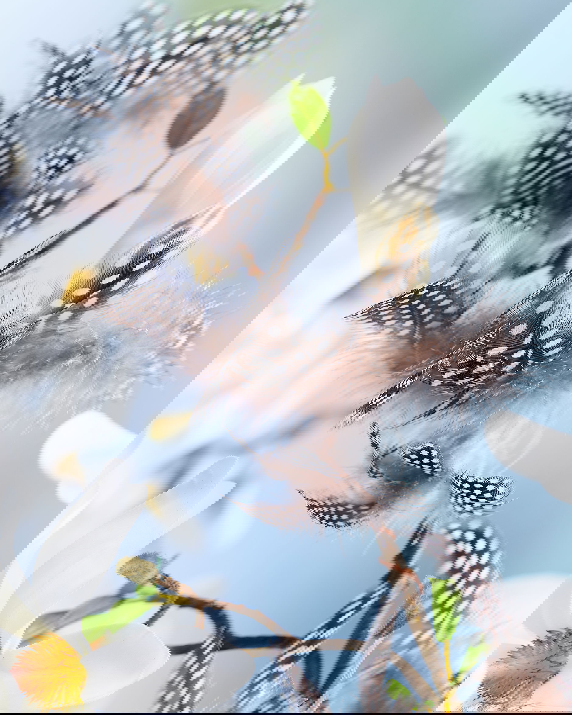 Pärlhöna påskfjädrar