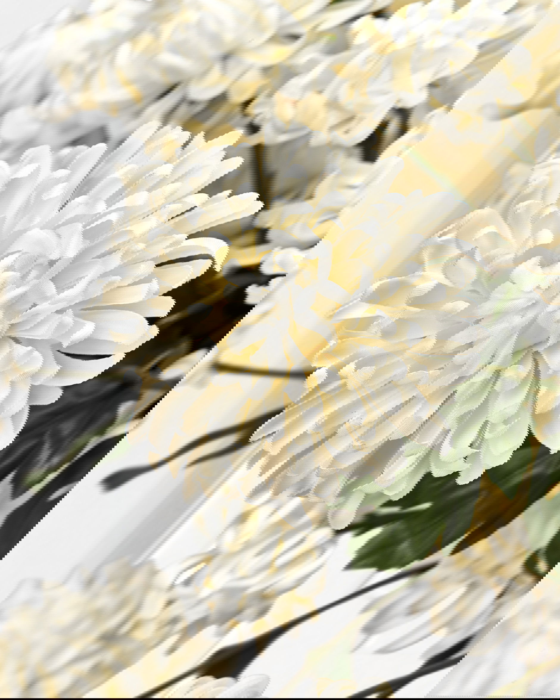 Chrysanthemum Cut Flower White