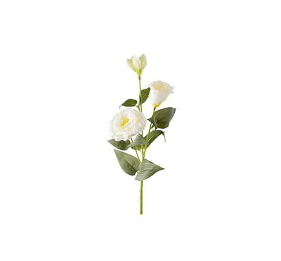 Eustoma Cut Flower White OUTLET