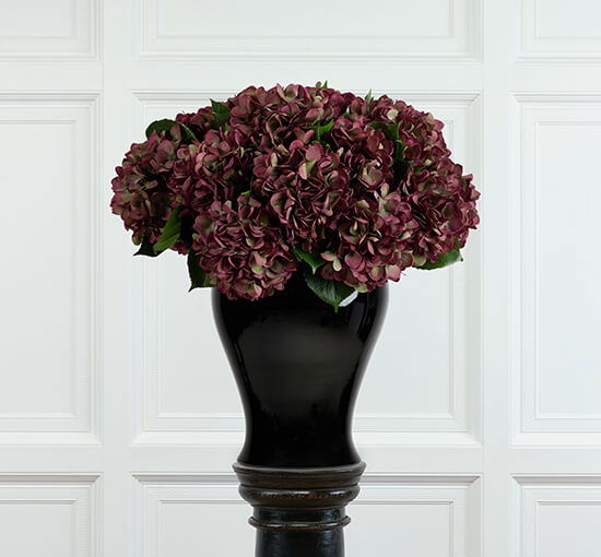 Weinrot - Hydrangea Cut Flower Burgundy/Green