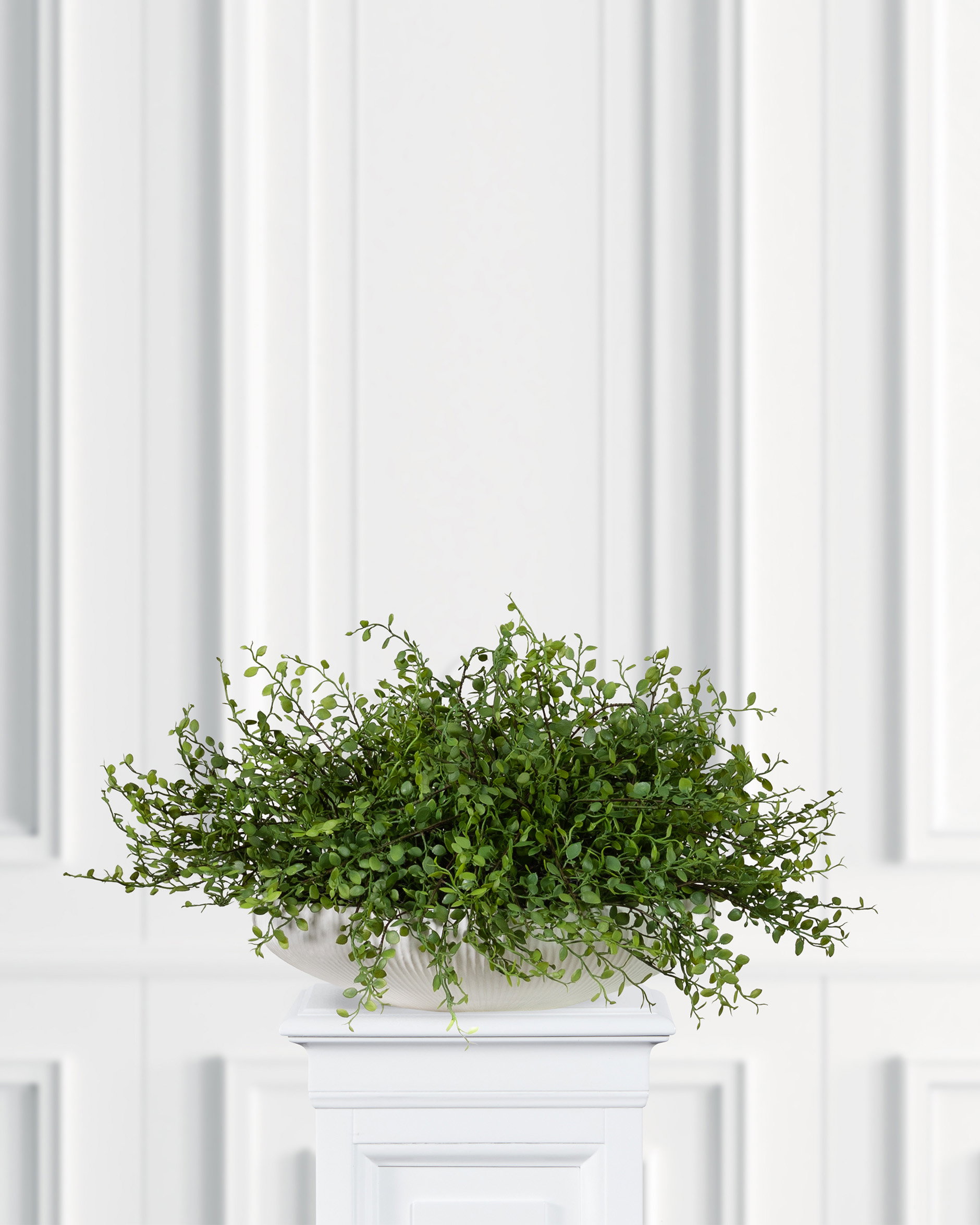 Muehlenbeckia Potted Plant Green
