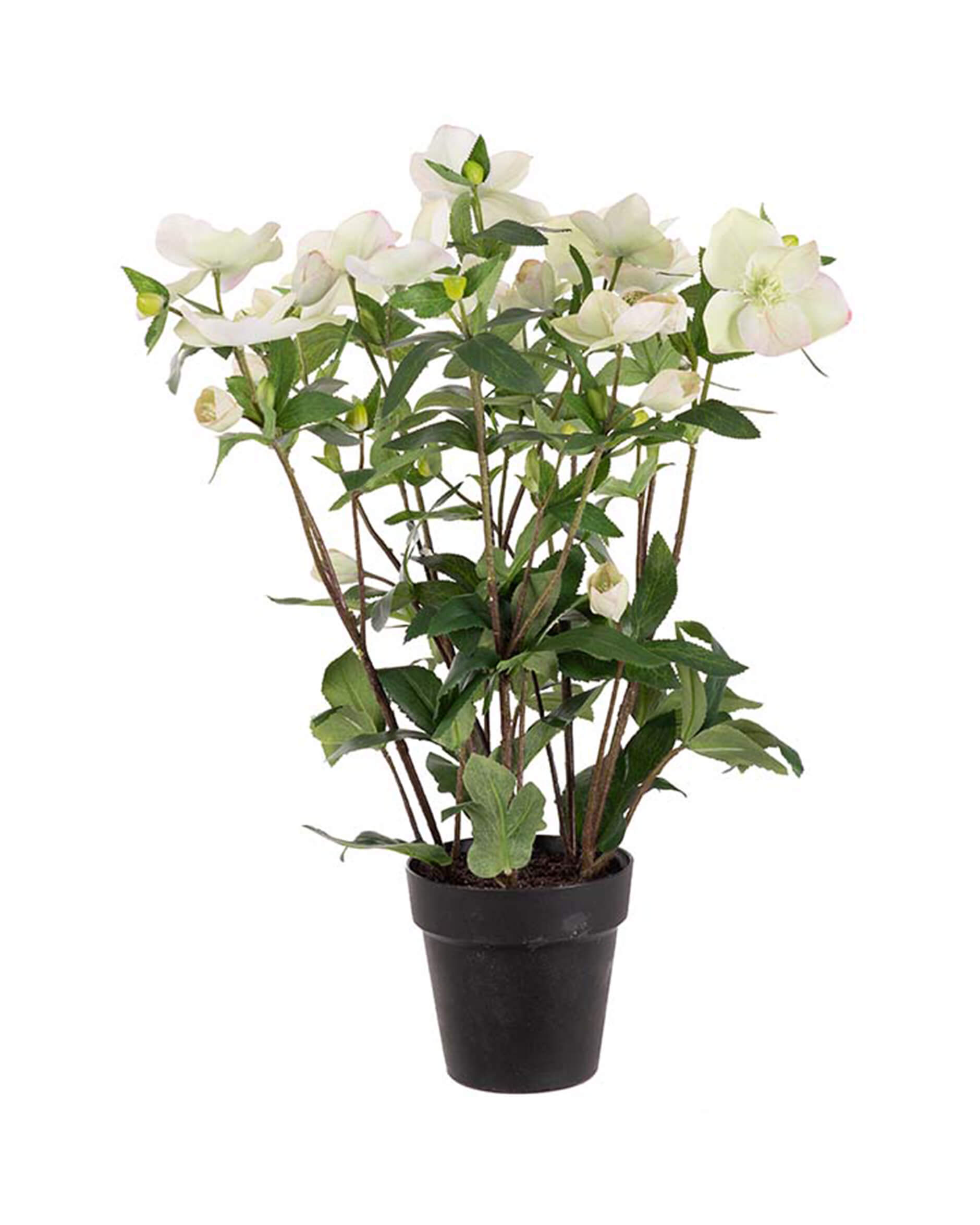 Julros konstväxt vit