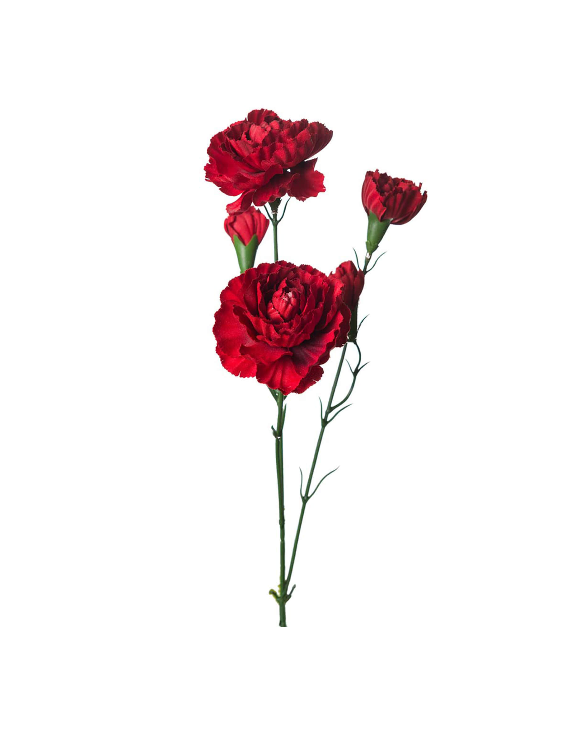 Nejlika snittblomma röd