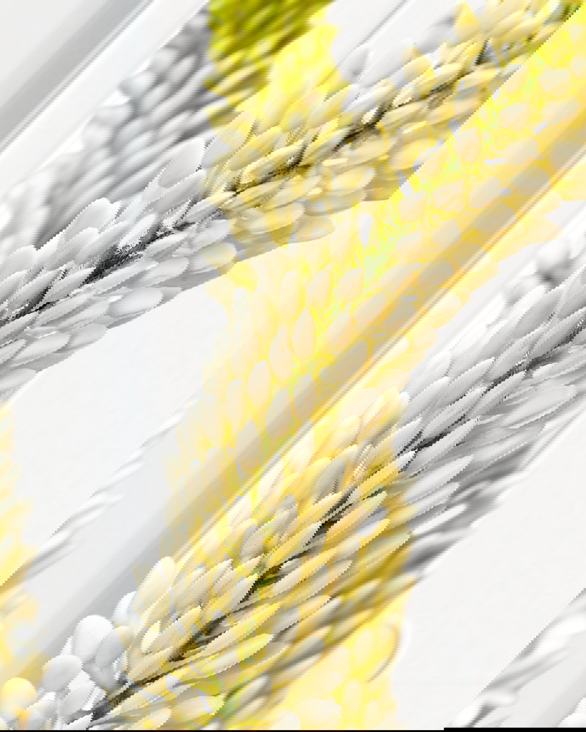 Stäpplilja krukväxt vit