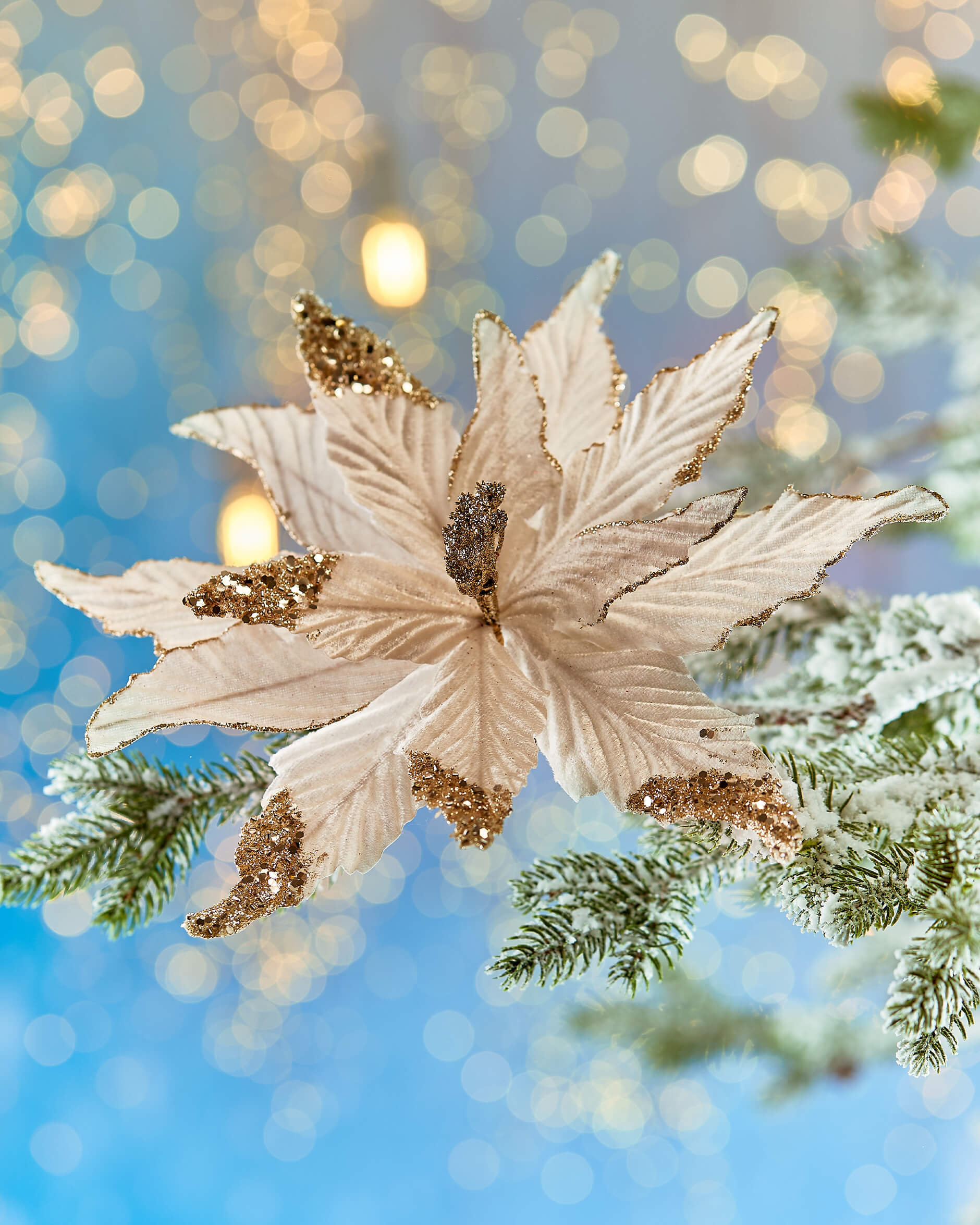 Elbert-joulutähtiklipsi, samppanja