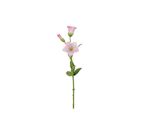 Roze - Campanula Cut Flower Pink OUTLET