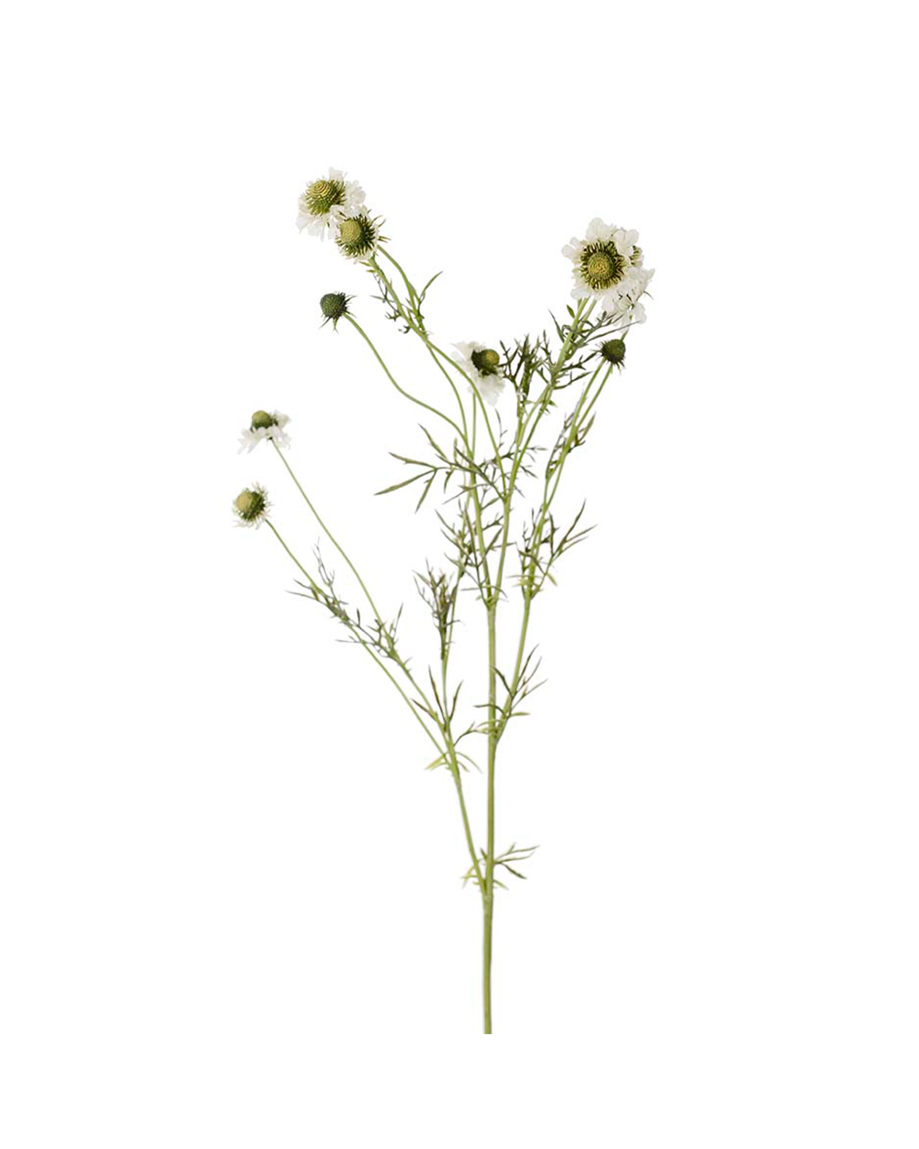 Scabiosa Cut Flower White