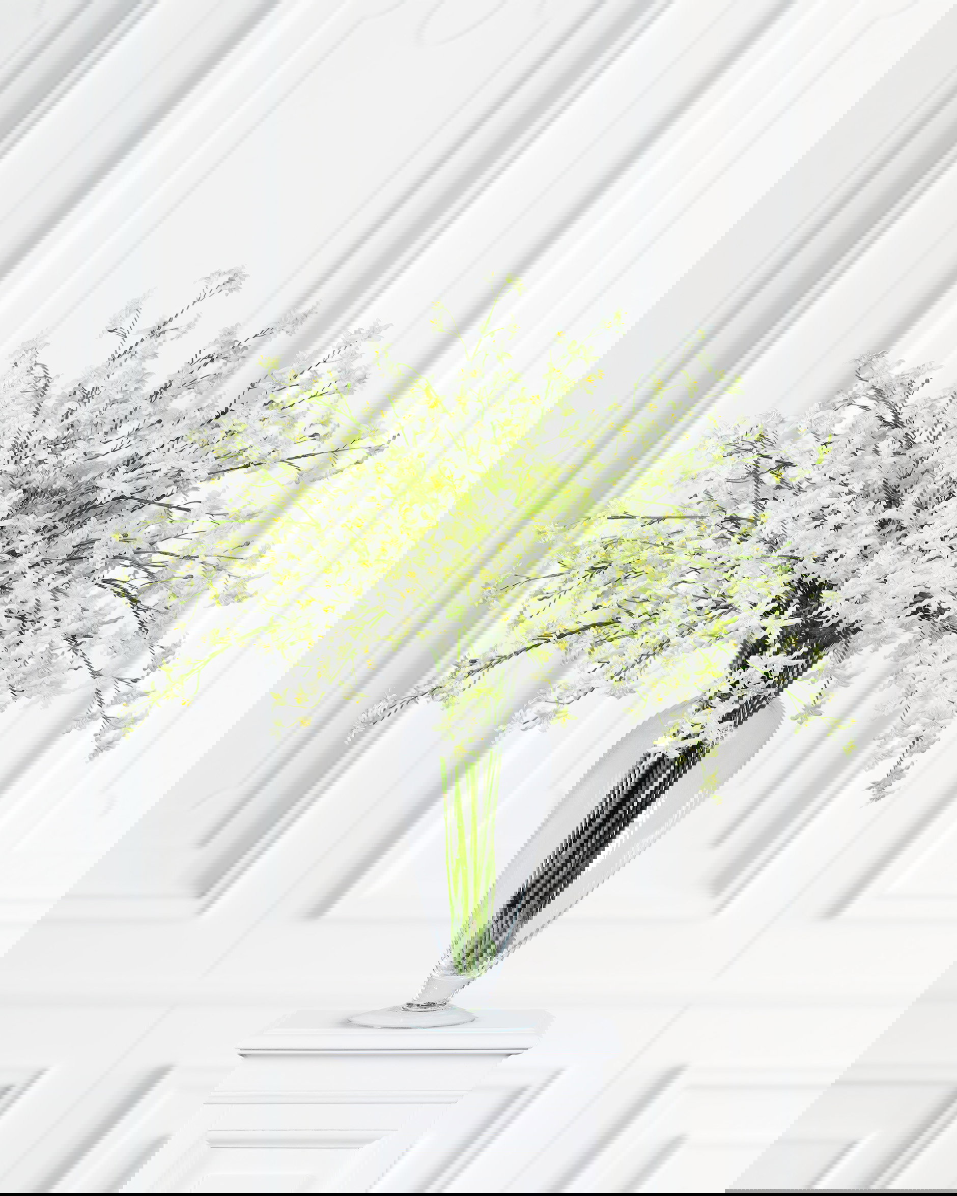 Saxifraga snittblomma vit