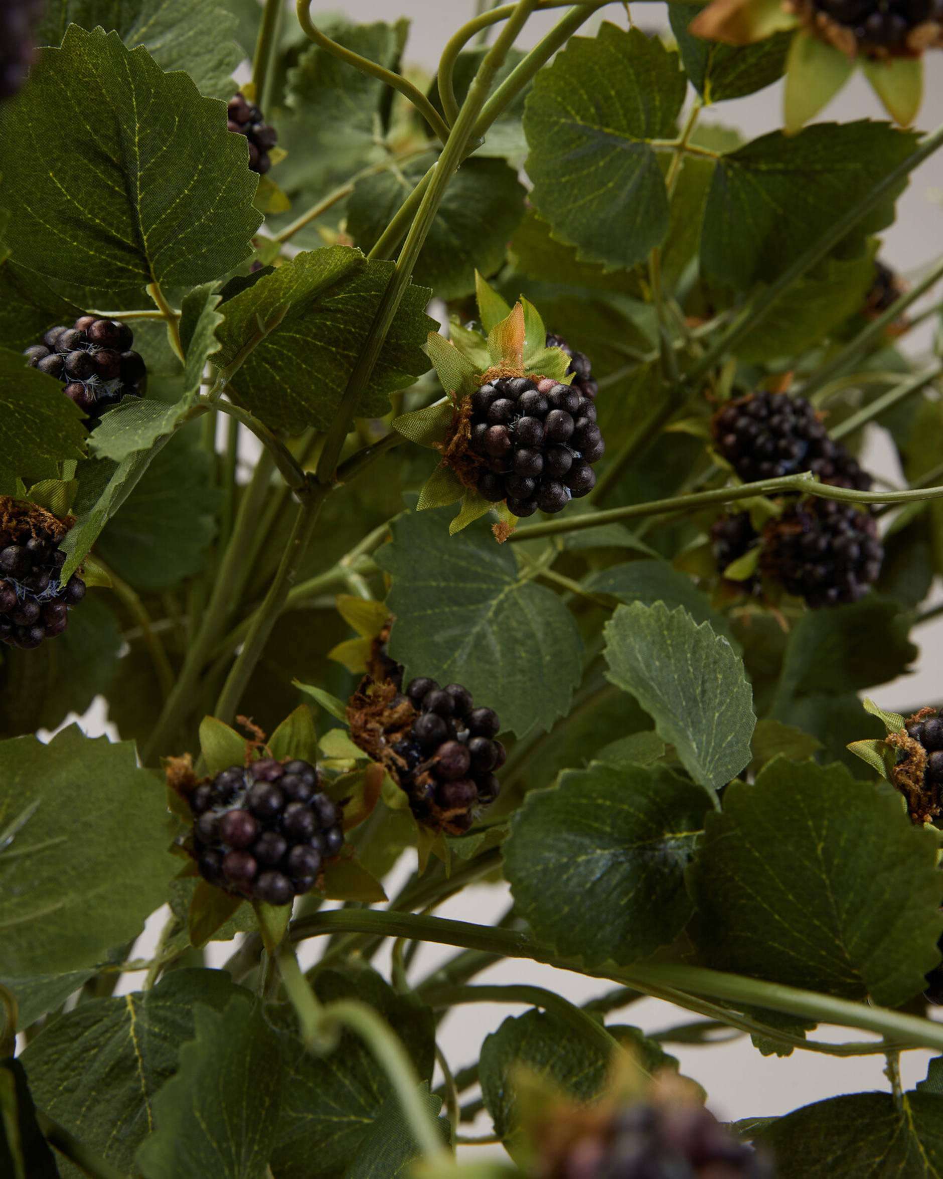 Black blackberry branch cut flower