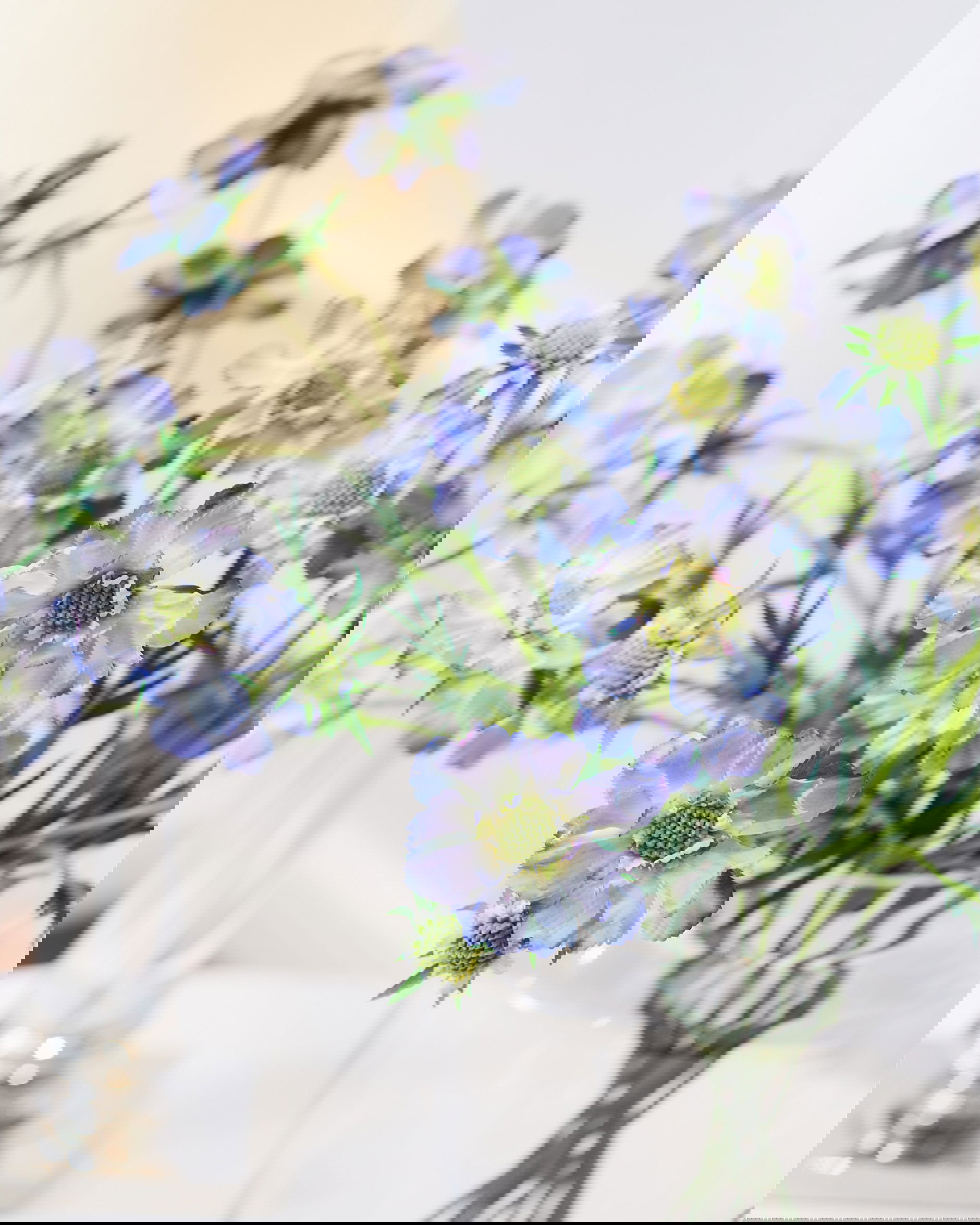 Scabiosa snittblomma blå