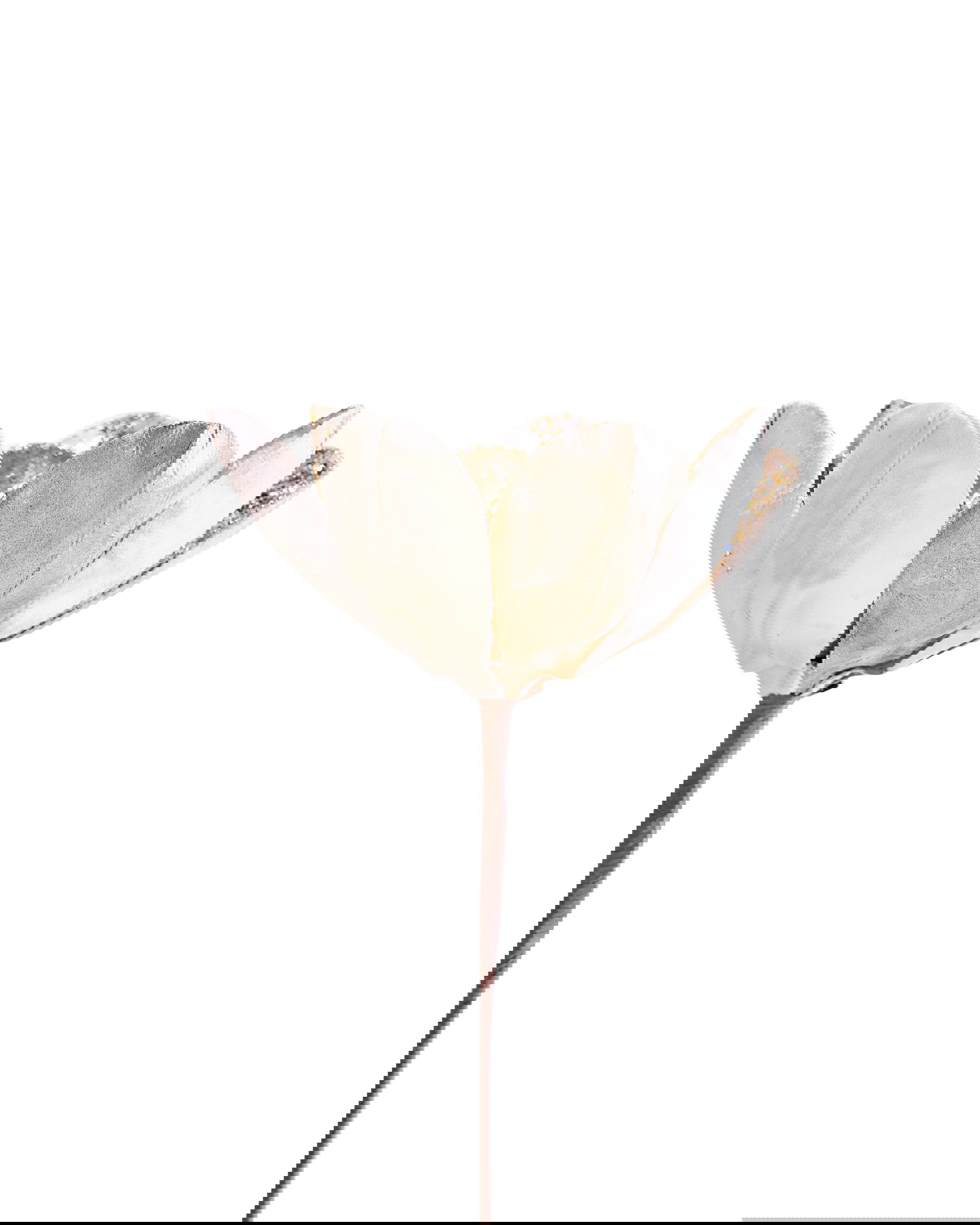 Magnolia decoratietak champagne