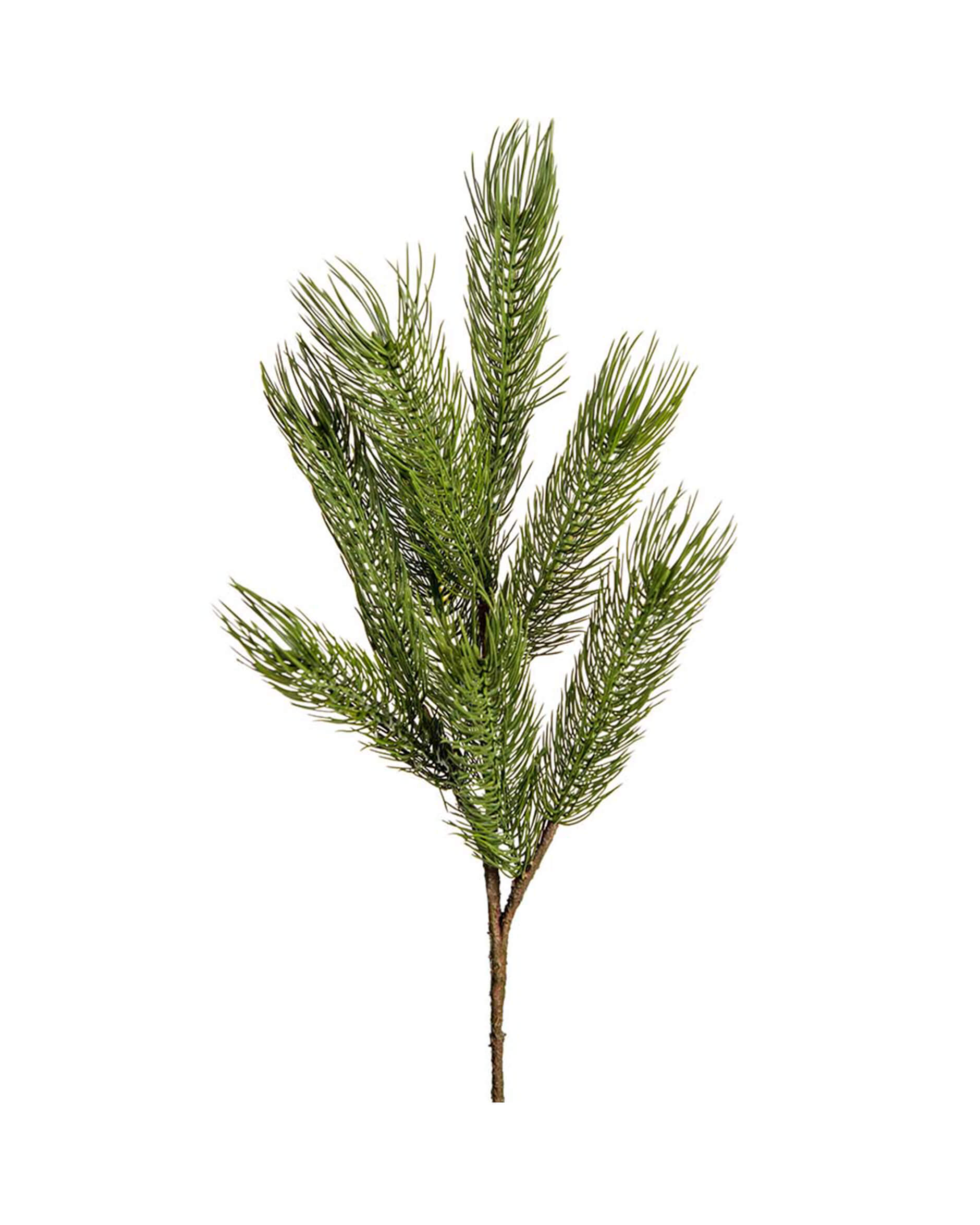 Forrest tallkvist grön