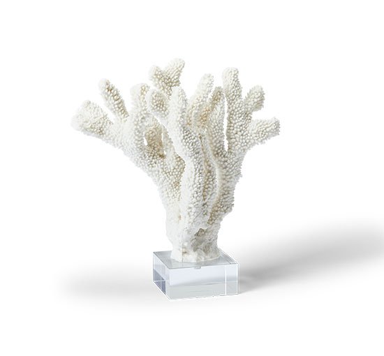 Chloé-koralli, valkoinen