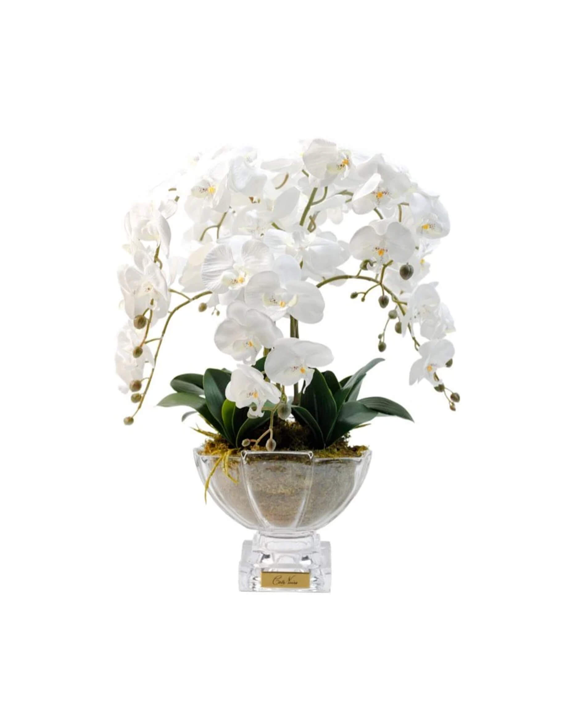 Orchidée Grandeur gåvoset