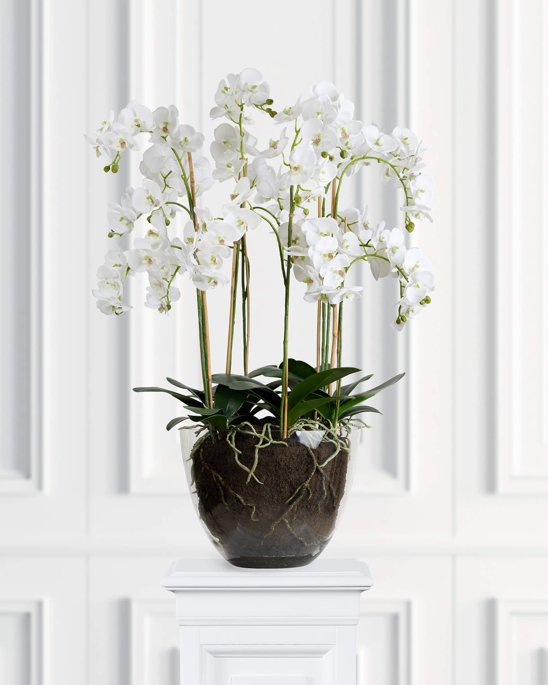 Orchidee Topfpflanze weiß