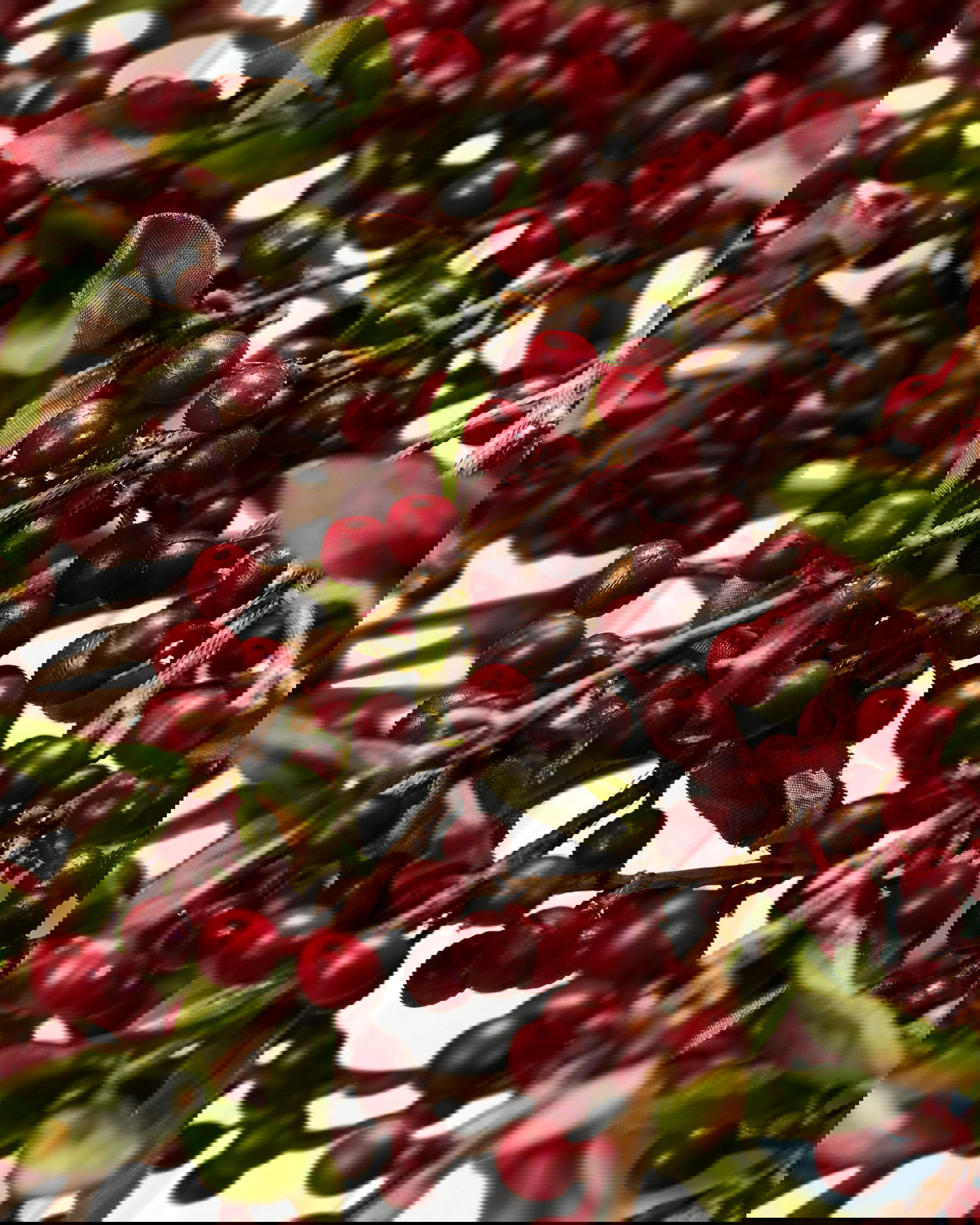 Marjaoksa leikkokukka punainen