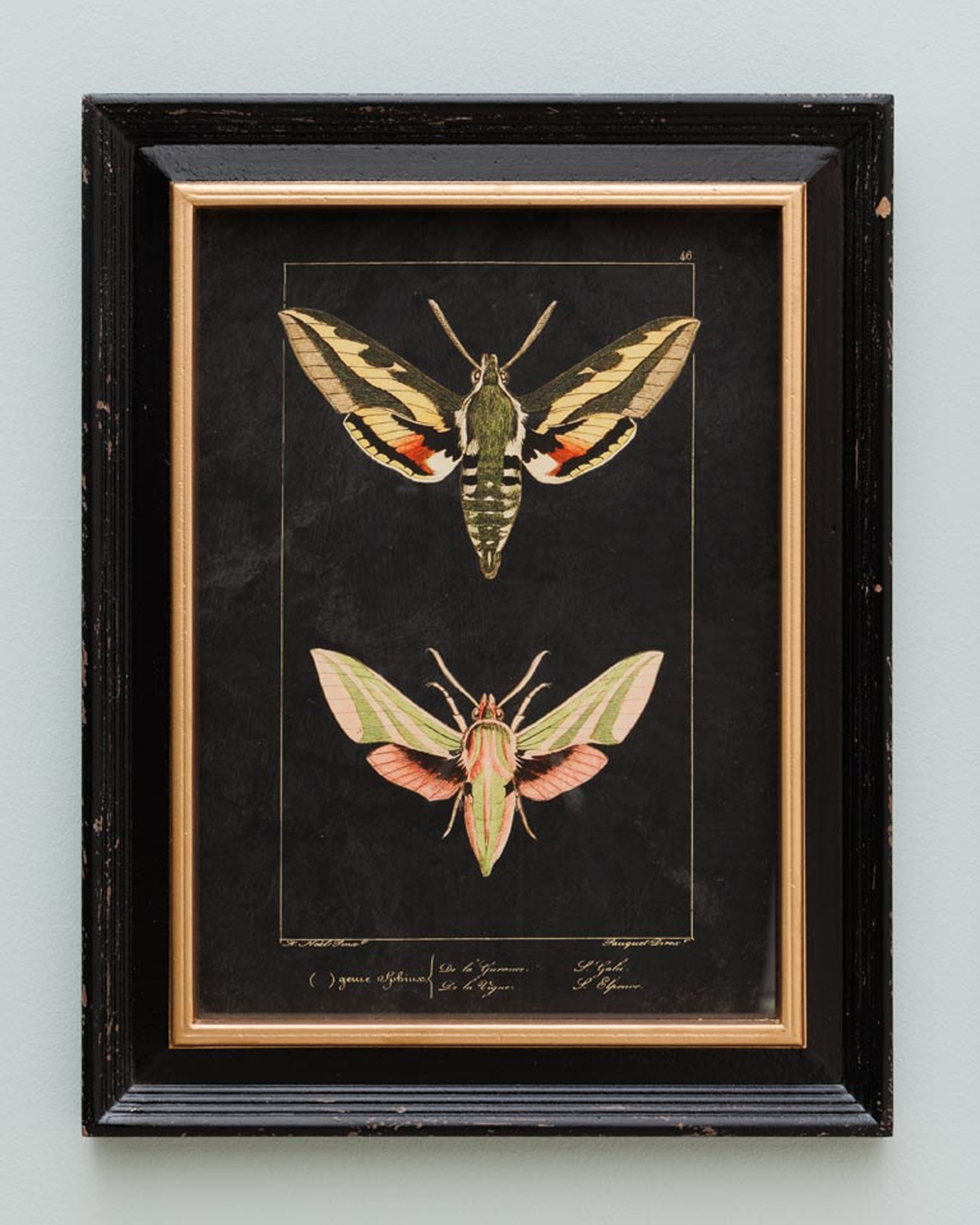 Ramsey butterfly art prints 2-pack