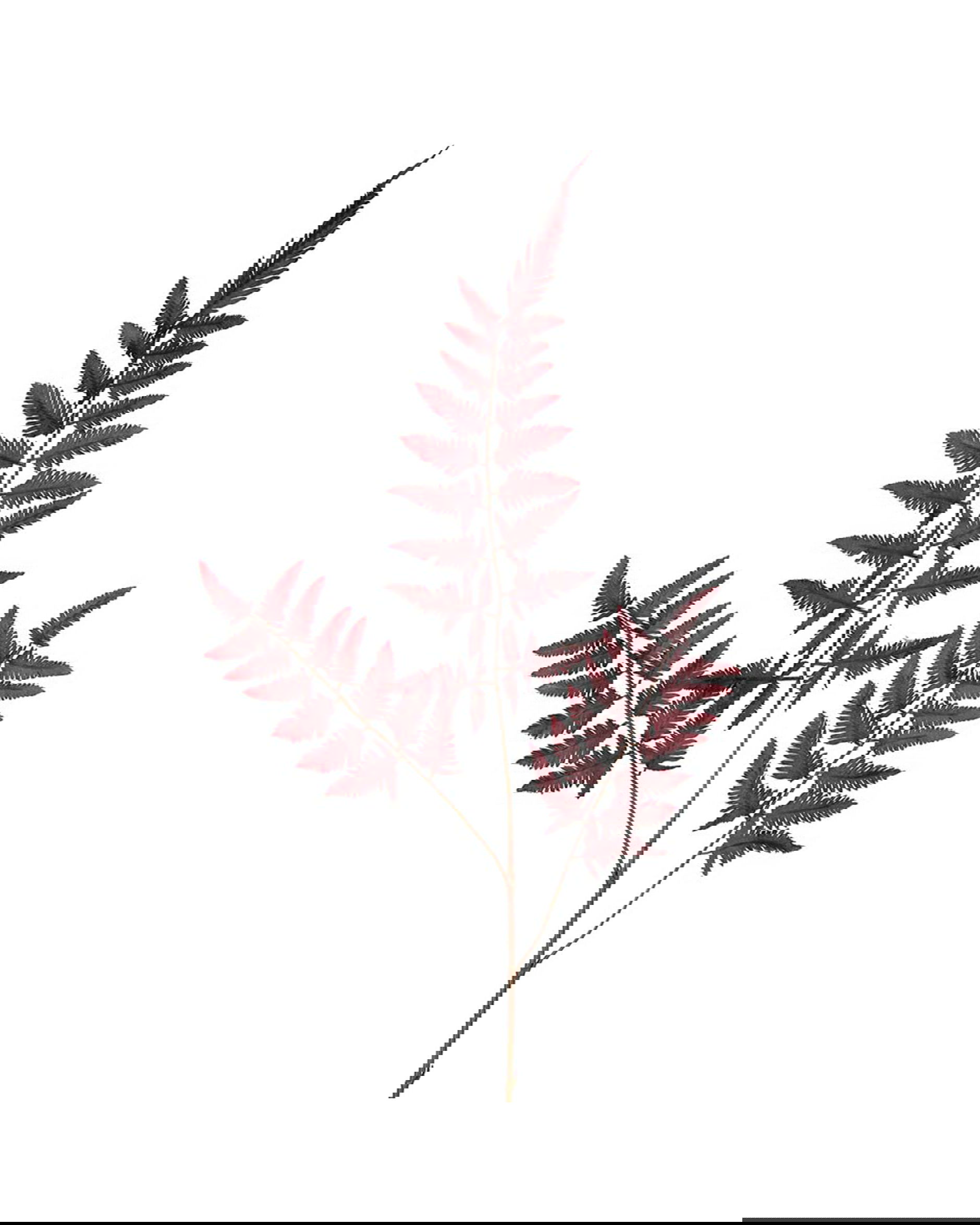 Bregneblad snittblomst burgunder