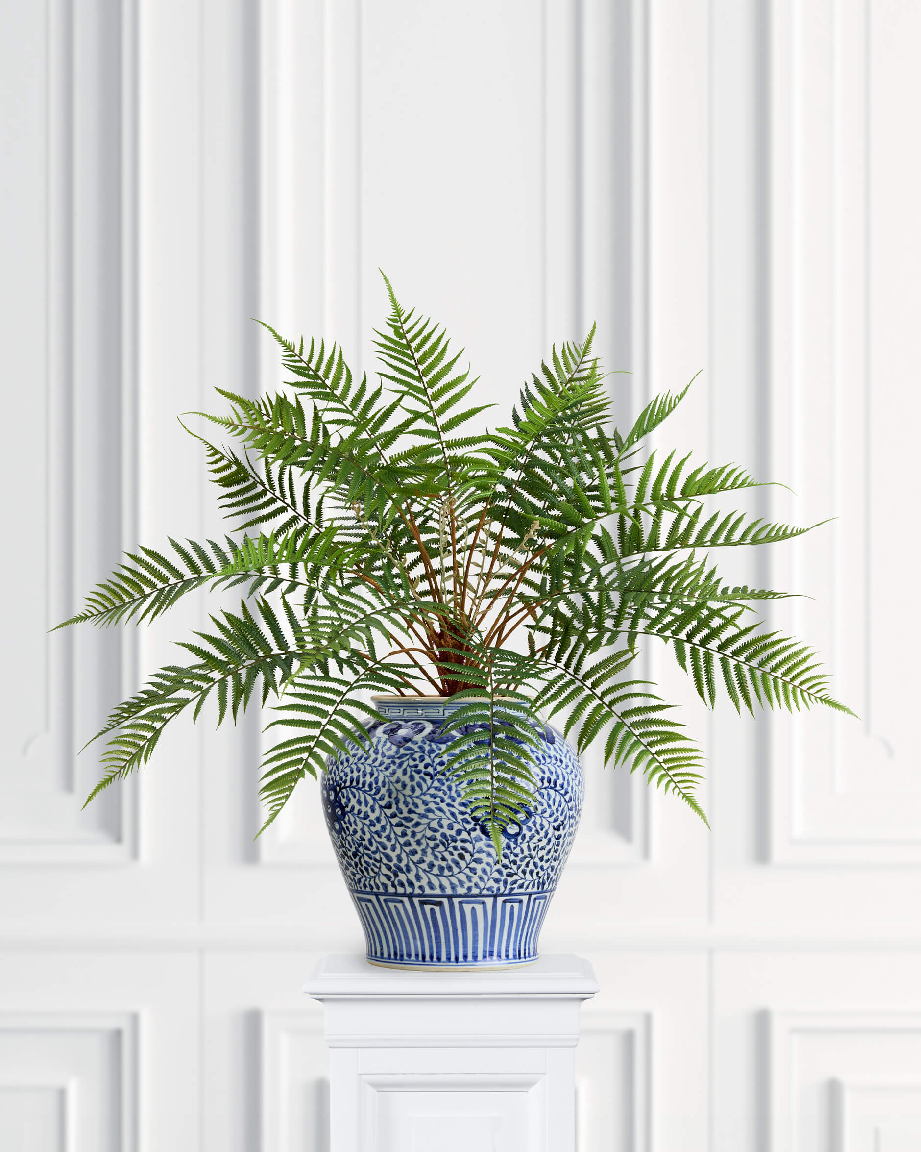 Ormbunke krukväxt grön