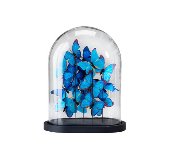 Noves Butterfly Dome Blue