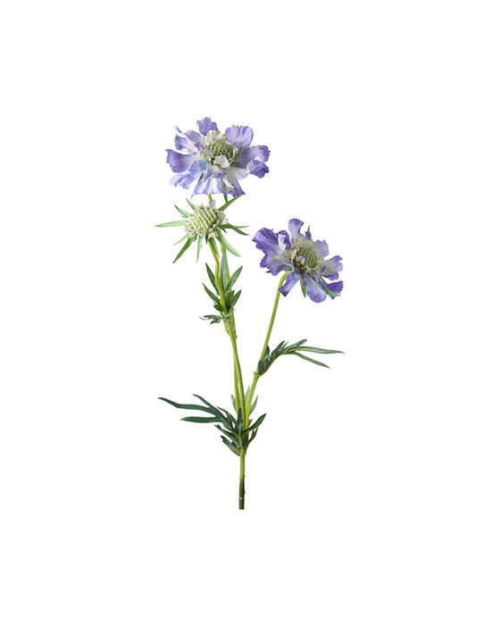 Scabiosa snittblomma blå