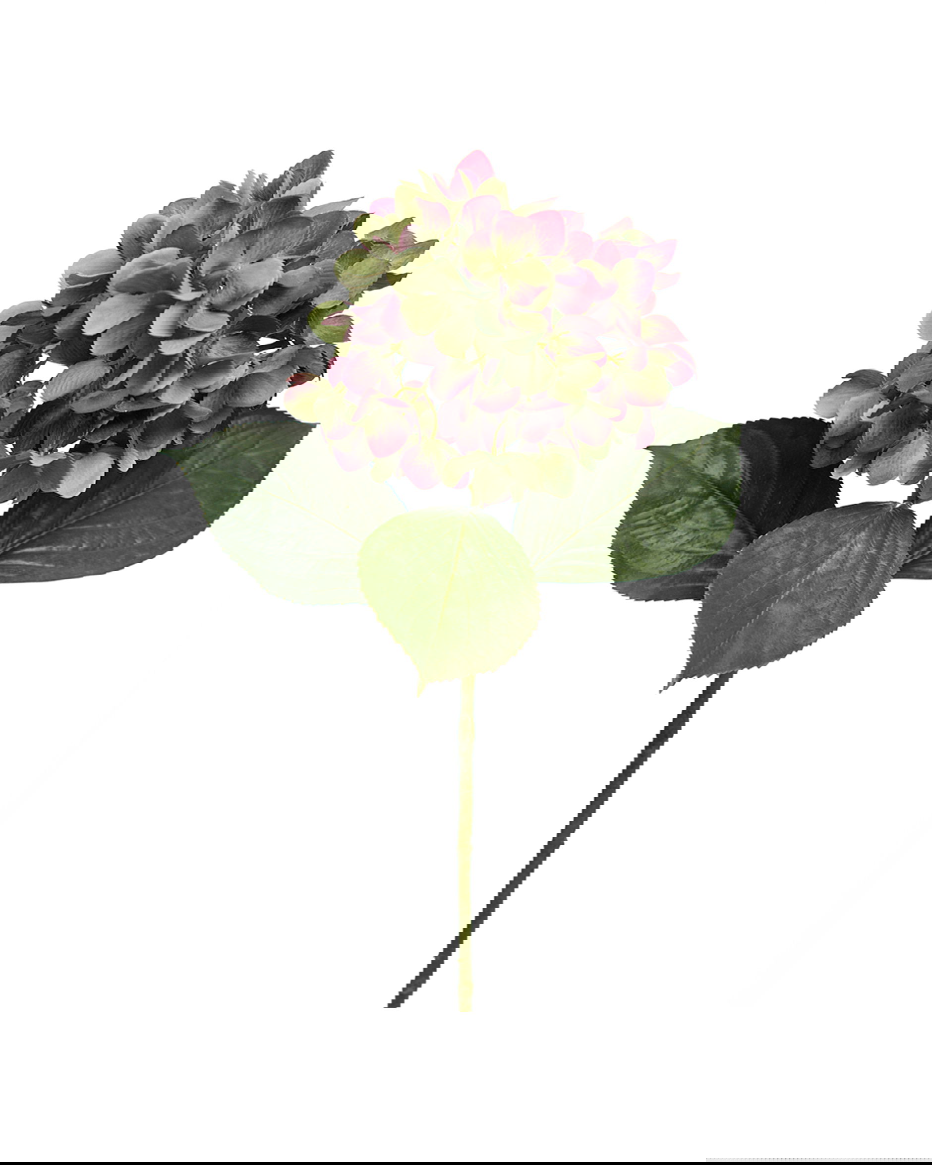 Hortensia snittblomma vinröd/grön