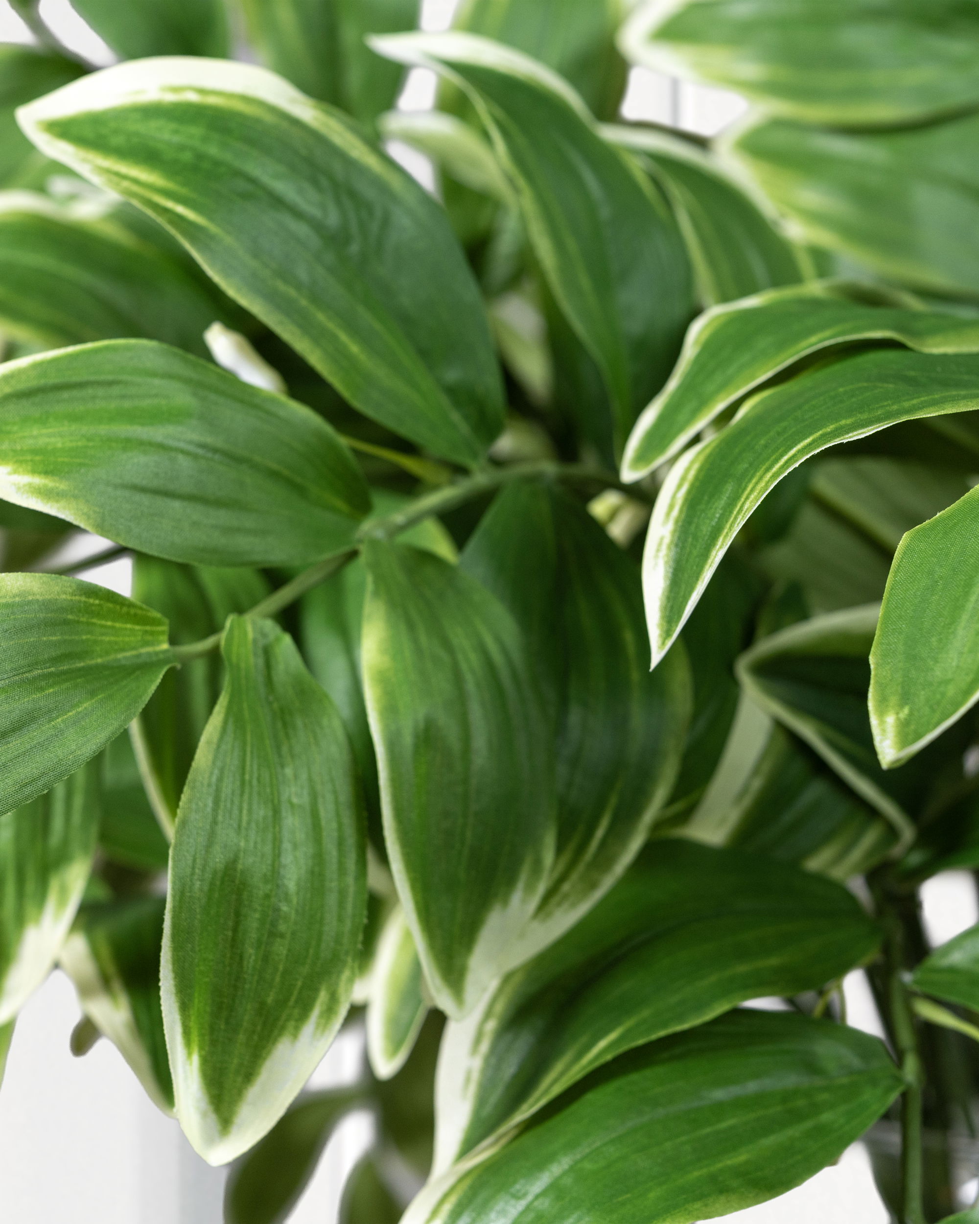 Leaf branch cut flower green