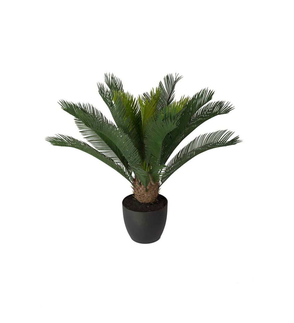 Cycas krukväxt grön