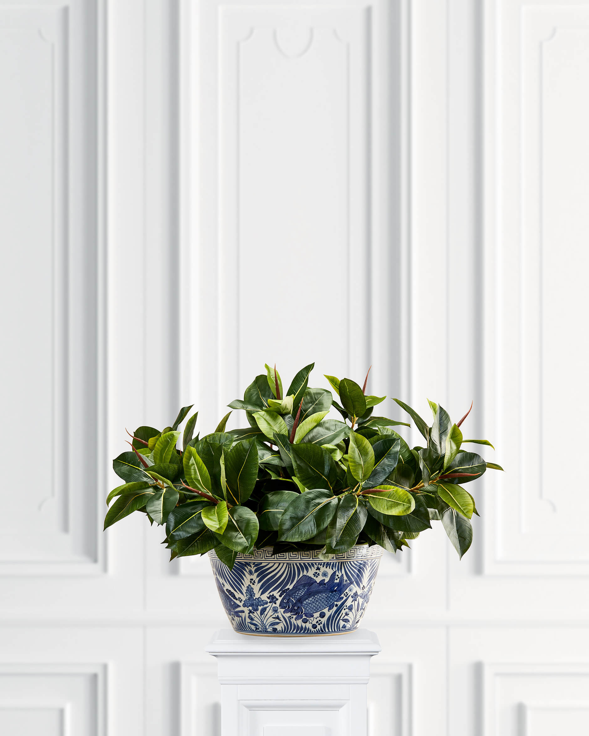 Fikus Robusta krukväxt grön