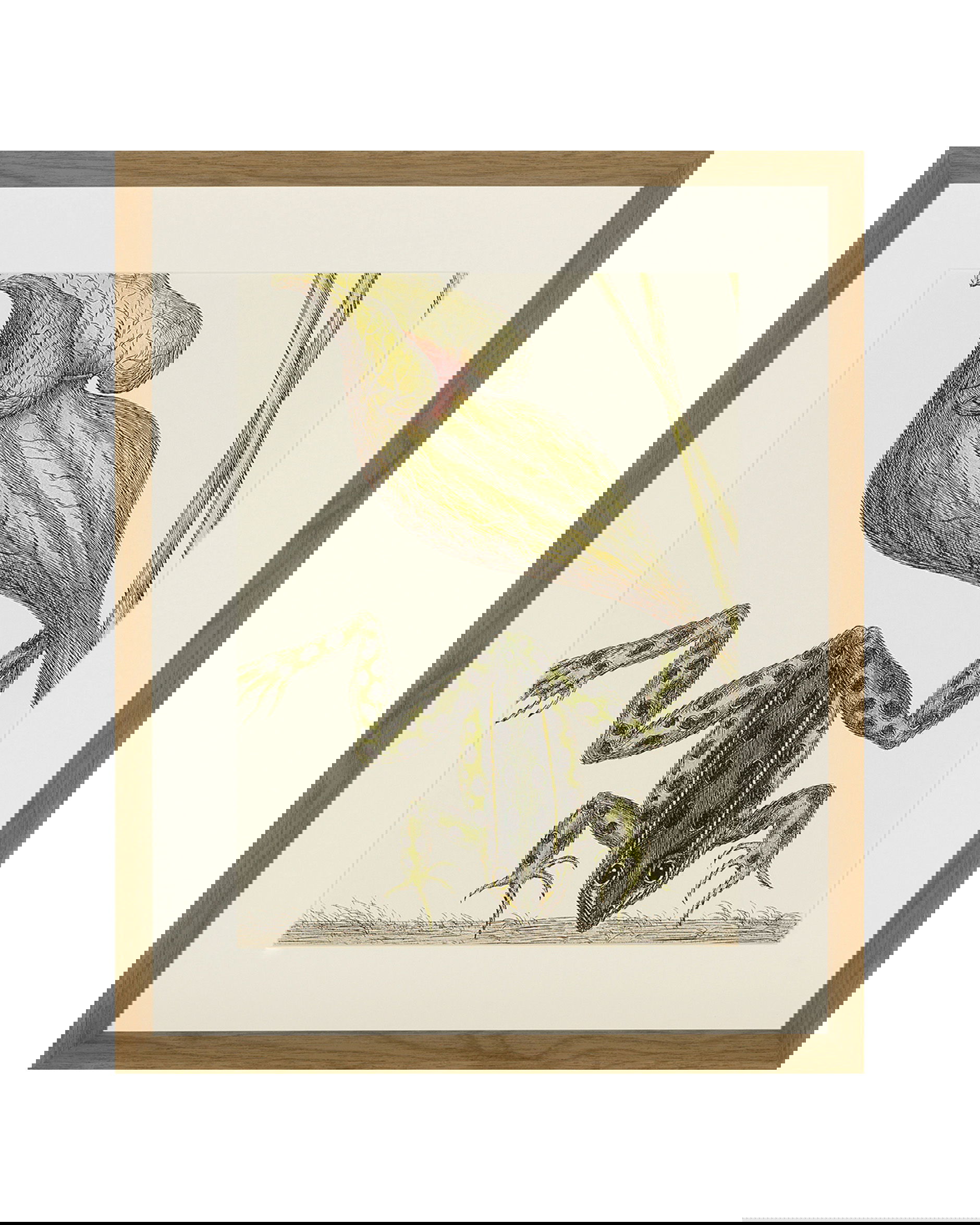 Frog, Balsam, Lizard, Fish (set of 4)