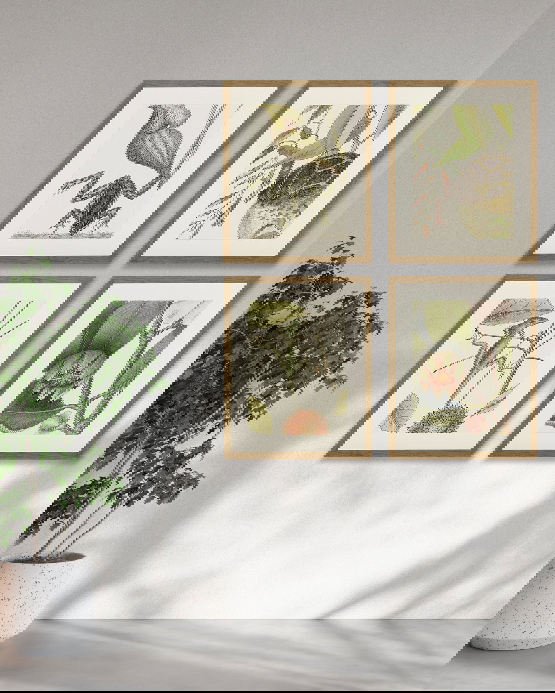 Frog, Balsam, Lizard, Fish (set of 4)