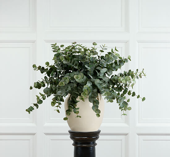 null - Eucalyptus Cut Flower Green