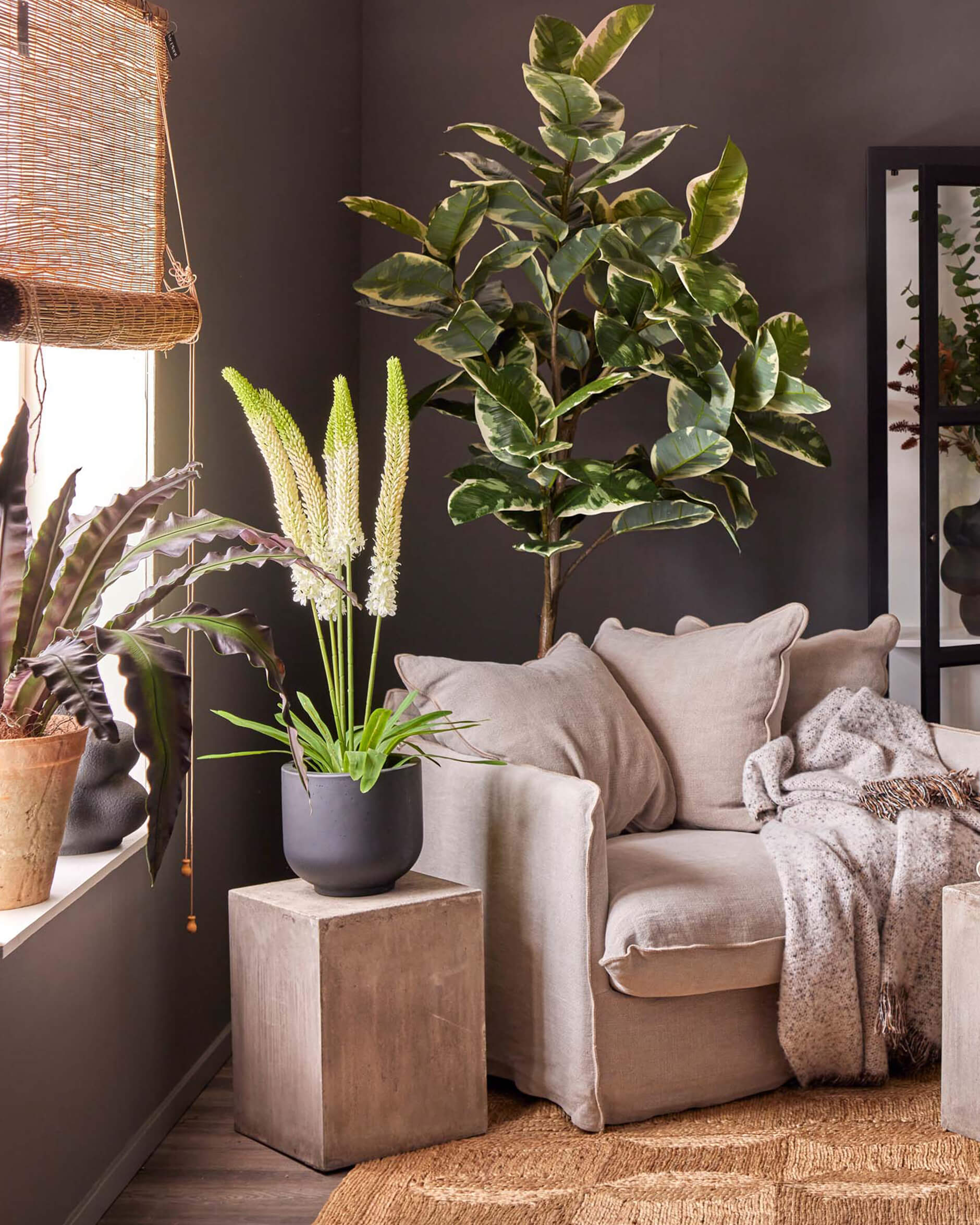 Stäpplilja krukväxt vit