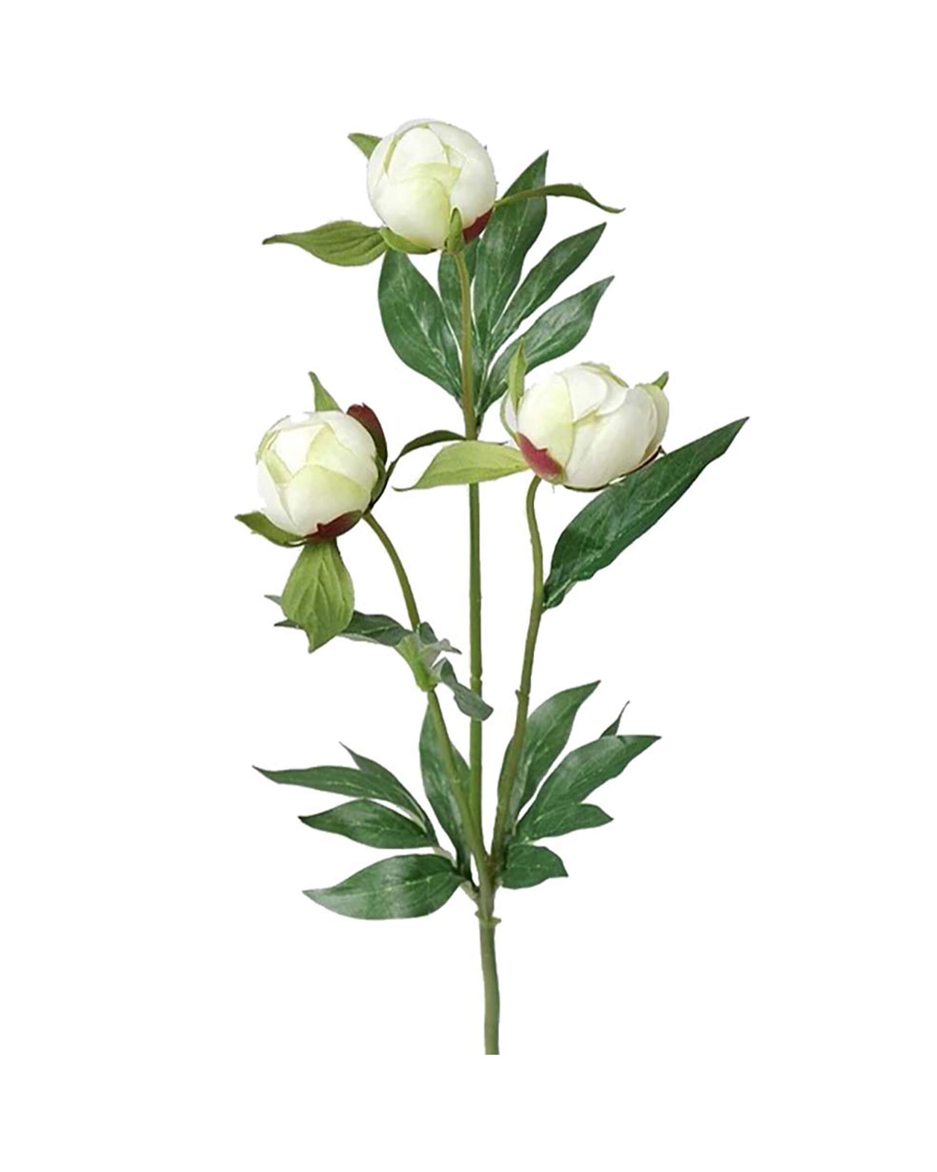 Peony Cut Flower White